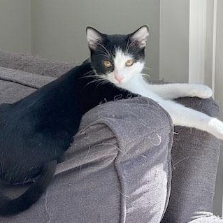 Scout, a Adoptable Domestic Short Hair in Mauldin, SC image 3/4