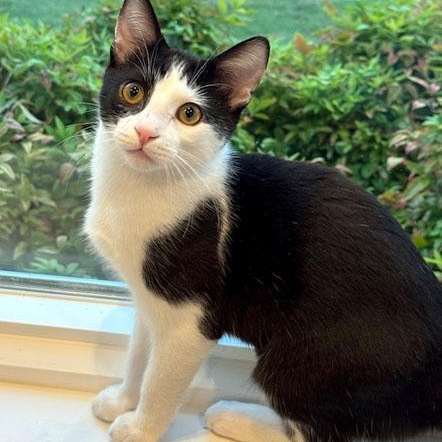 Scout, a Adoptable Domestic Short Hair in Mauldin, SC image 1/4