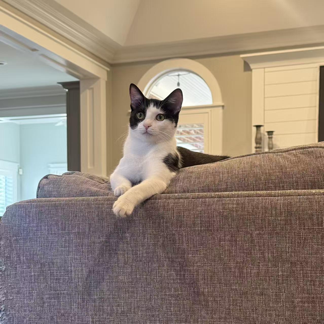 Enlarge Princess, a Adoptable Domestic Short Hair in Mauldin, SC image 1/6