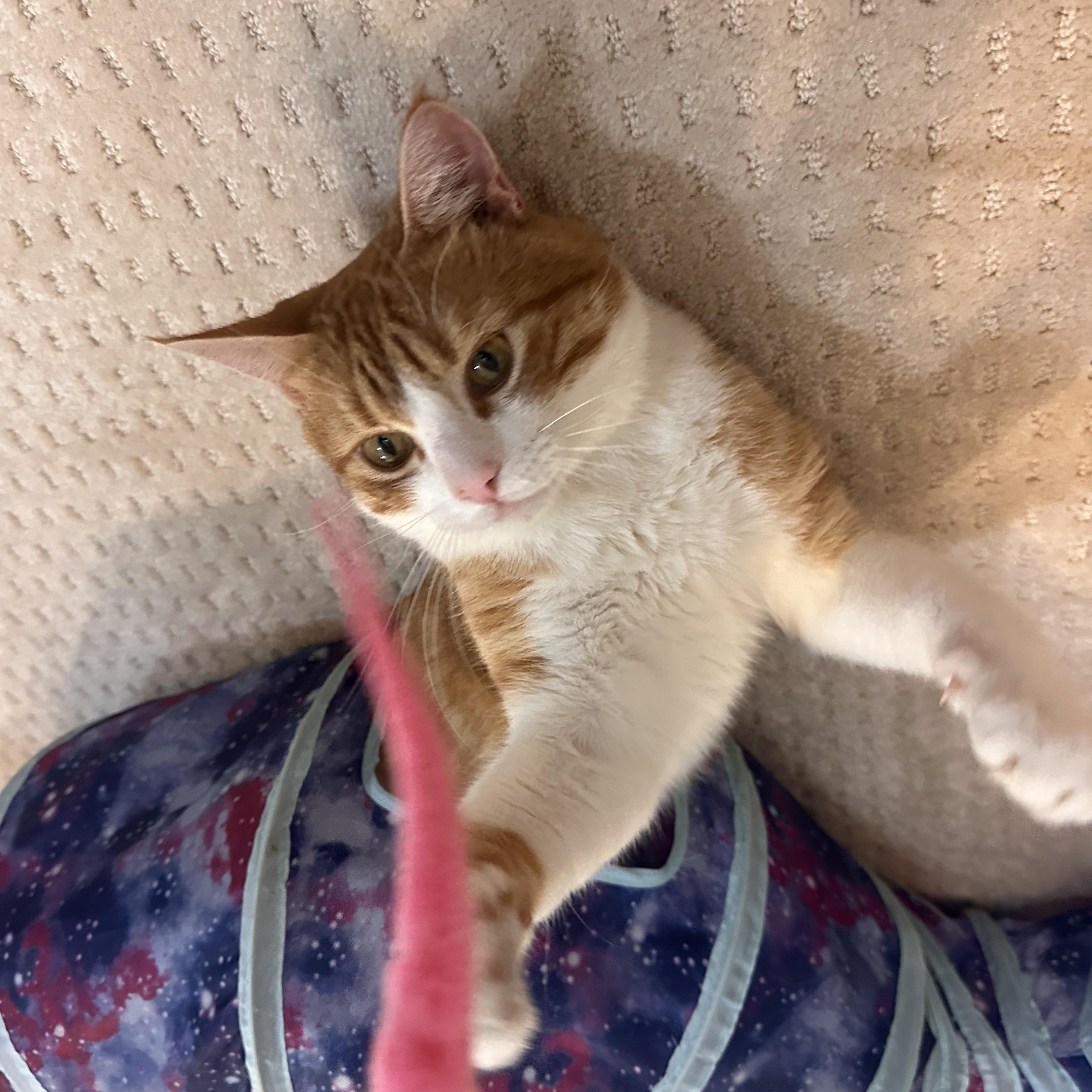 Chap, a ADOPTABLE Domestic Short Hair in Medford, MA image 4/5