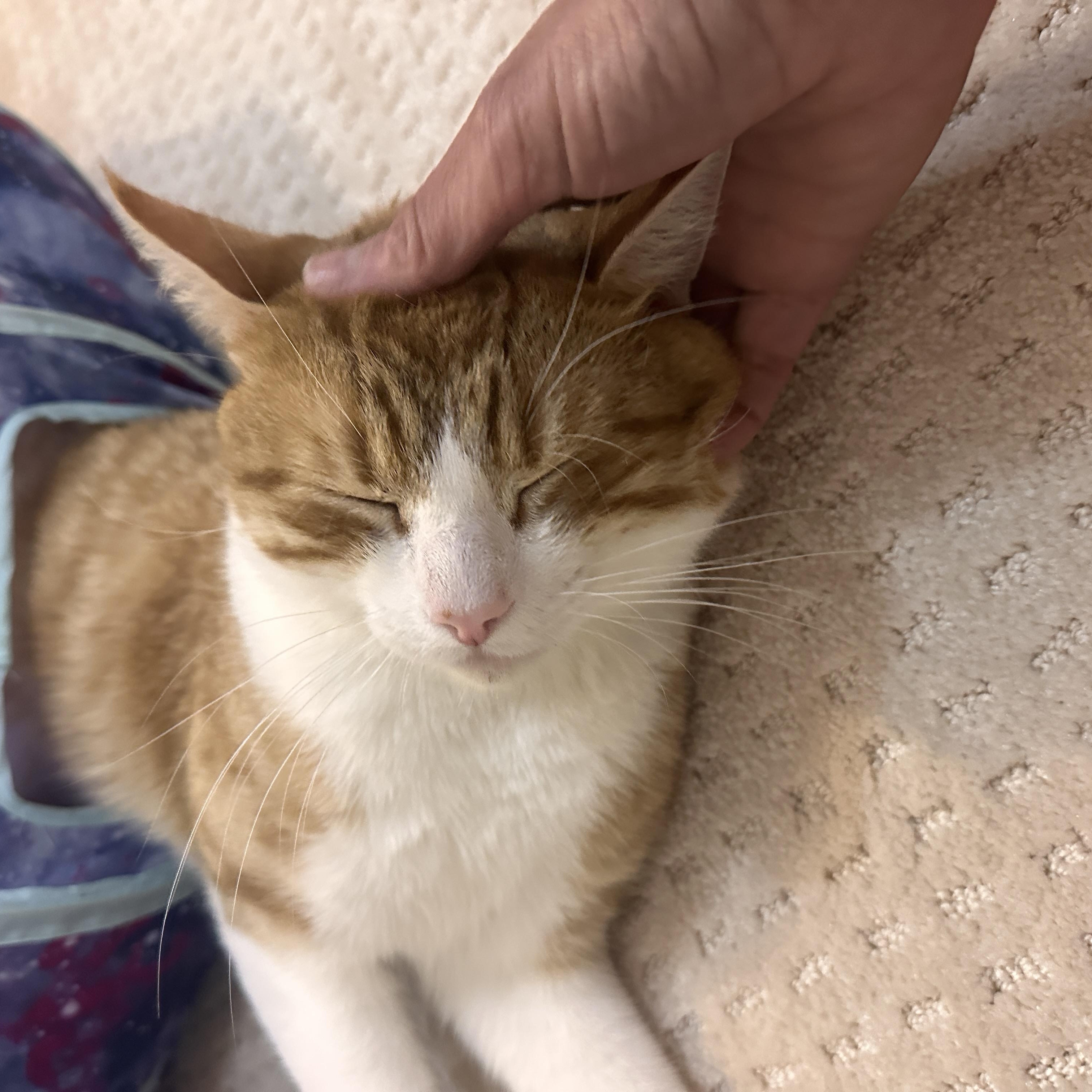 Chap, a ADOPTABLE Domestic Short Hair in Medford, MA image 2/5
