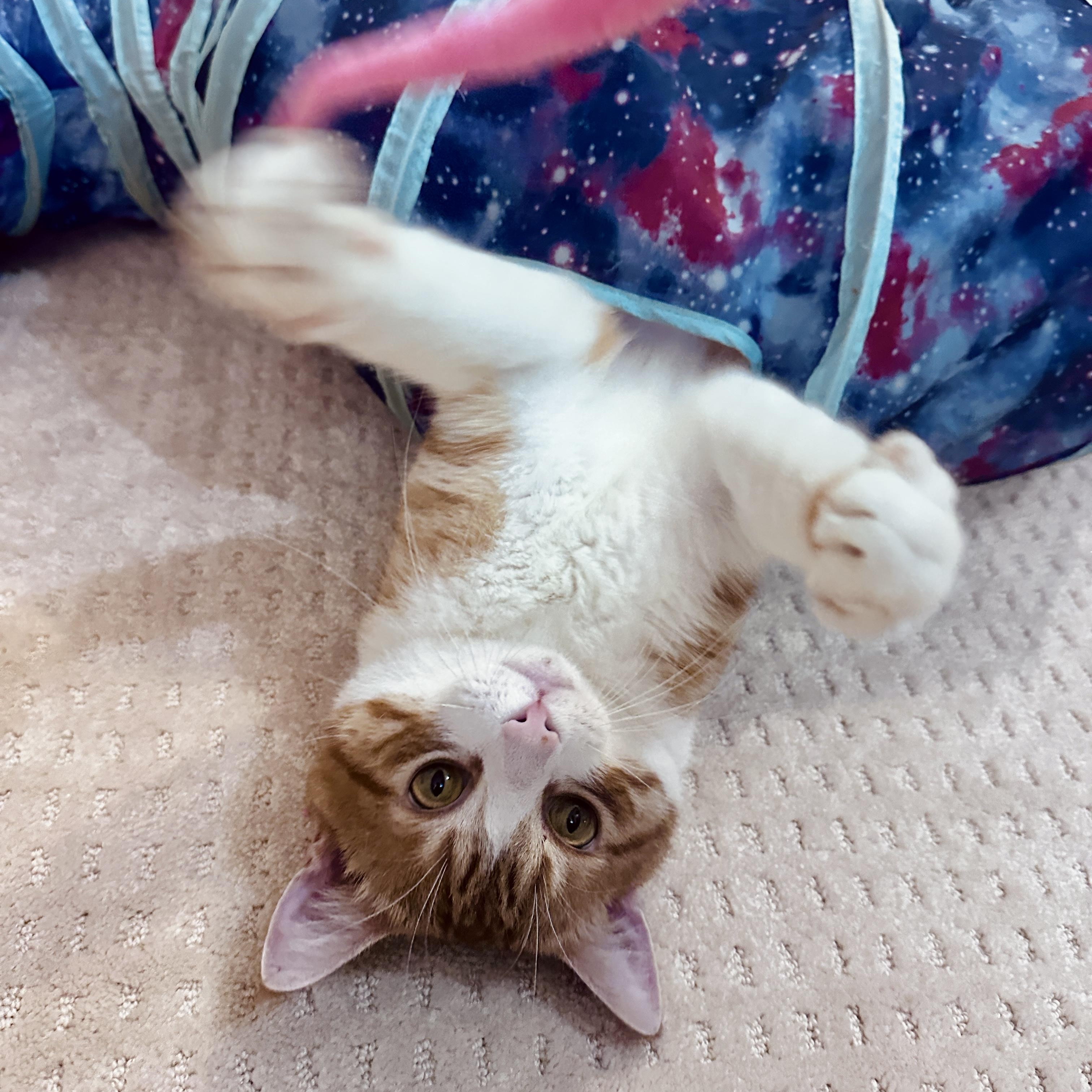 Chap, a ADOPTABLE Domestic Short Hair in Medford, MA image 5/5