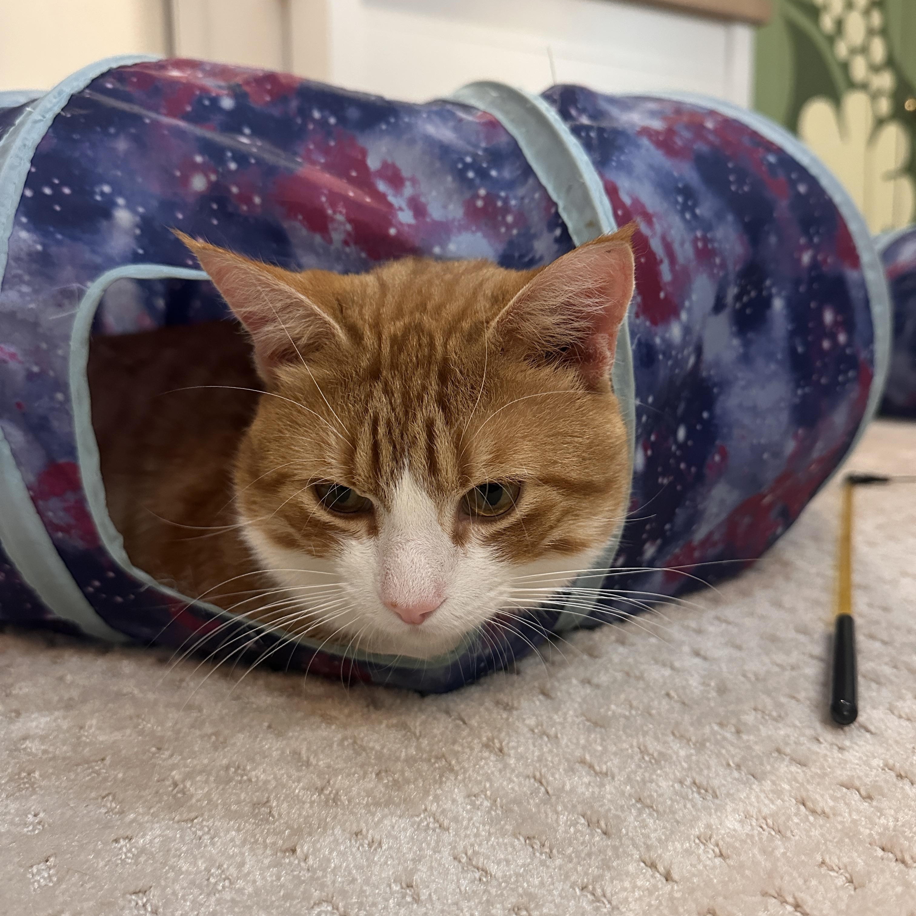 Chap, ADOPTABLE, Young Male Domestic Short Hair.