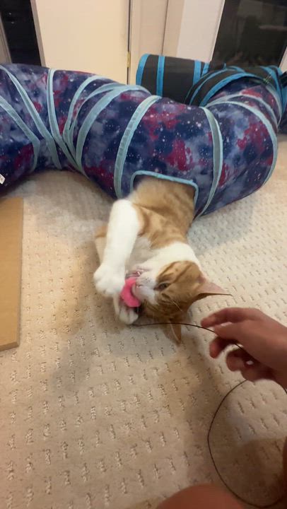Enlarge Chap, a ADOPTABLE Domestic Short Hair in Medford, MA video 3/5