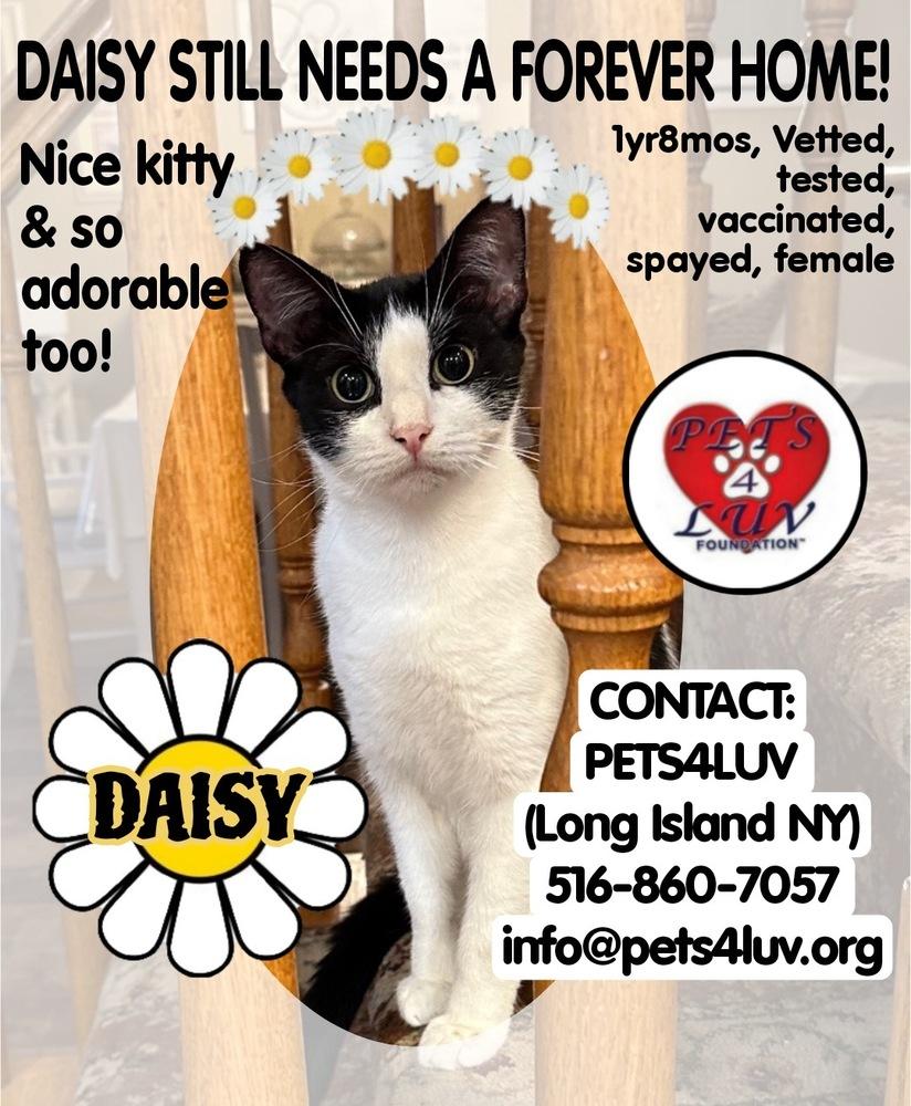 Enlarge Daisy/Bella Meadow, a Adoptable mixed breed in Westbury, NY image 1/3