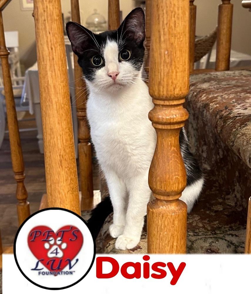 Enlarge Daisy/Bella Meadow, a Adoptable mixed breed in Westbury, NY image 2/3