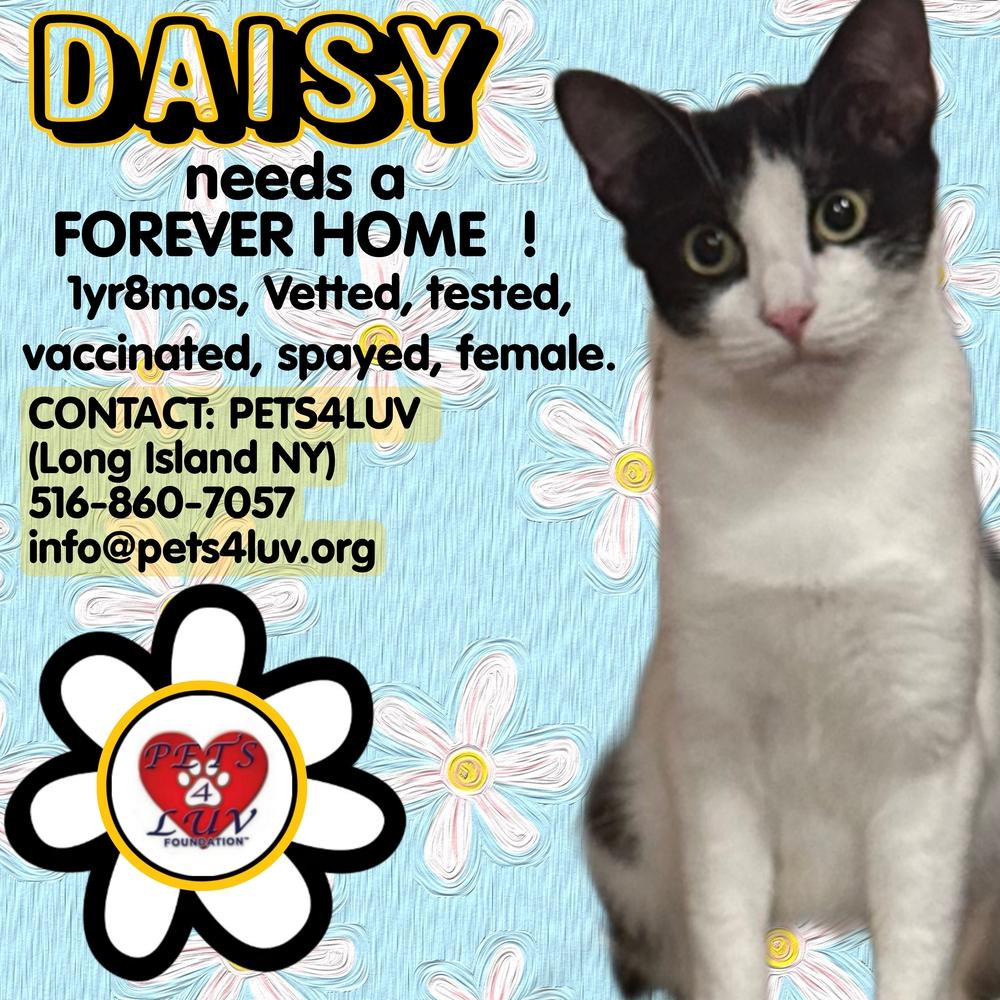 Enlarge Daisy/Bella Meadow, a Adoptable mixed breed in Westbury, NY image 3/3