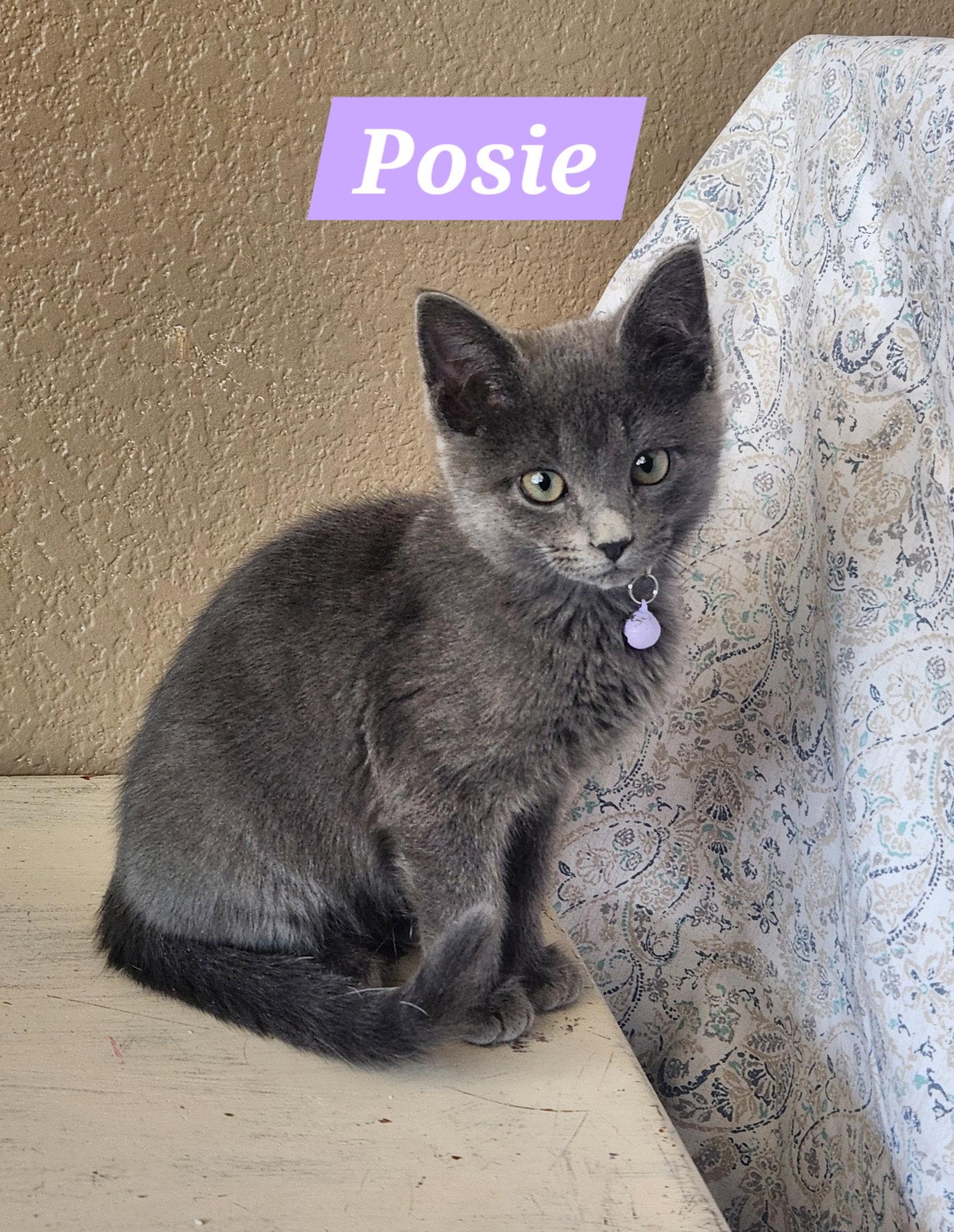 Posie, Adopted, Young Female Domestic Short Hair.
