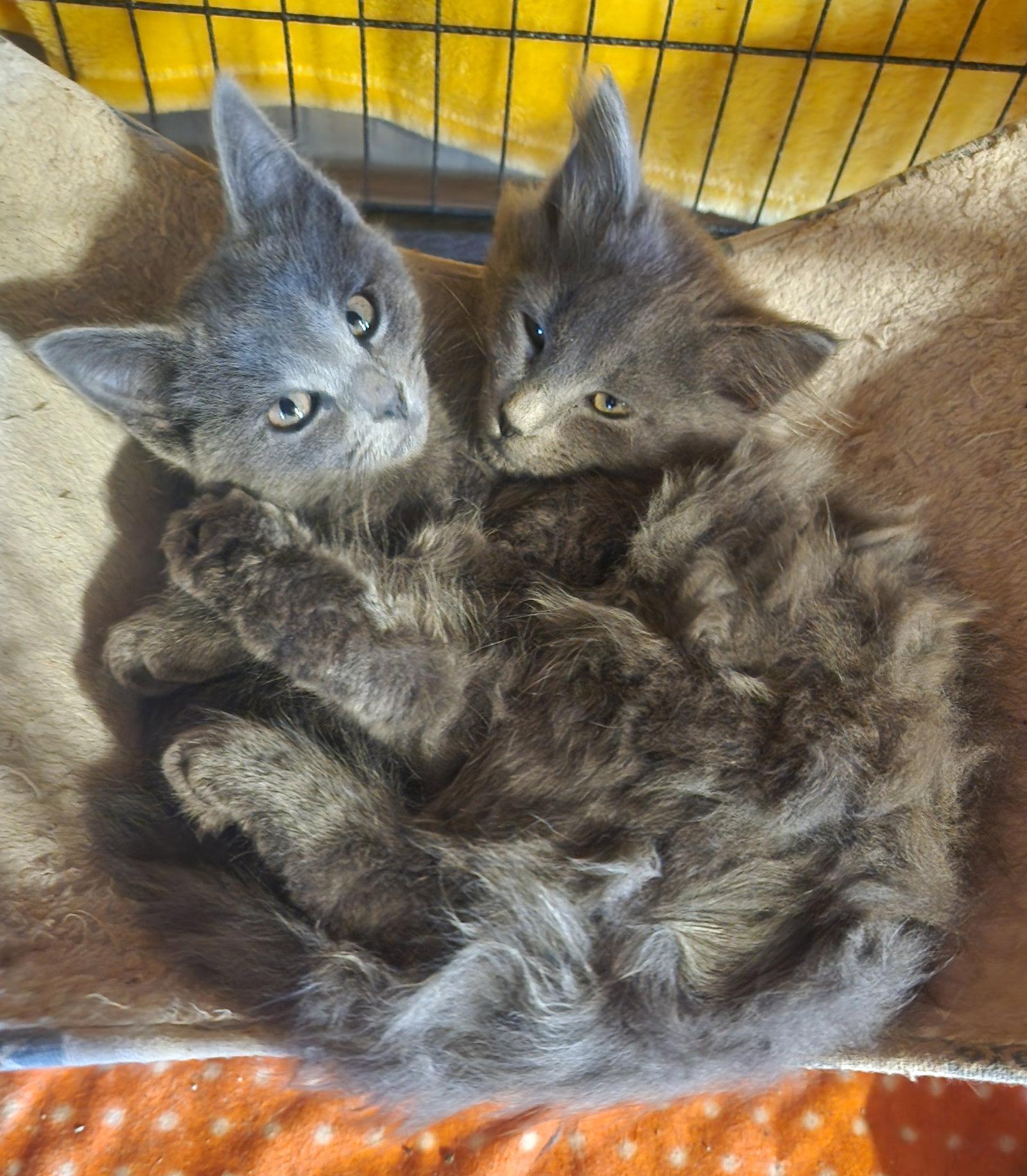 Enlarge Posie, a Adopted Domestic Short Hair in McKinney, TX image 3/3