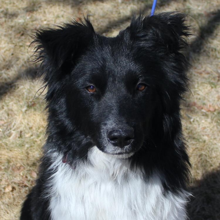 Enlarge Ty, a ADOPTABLE Border Collie in Littleton, CO image 3/4