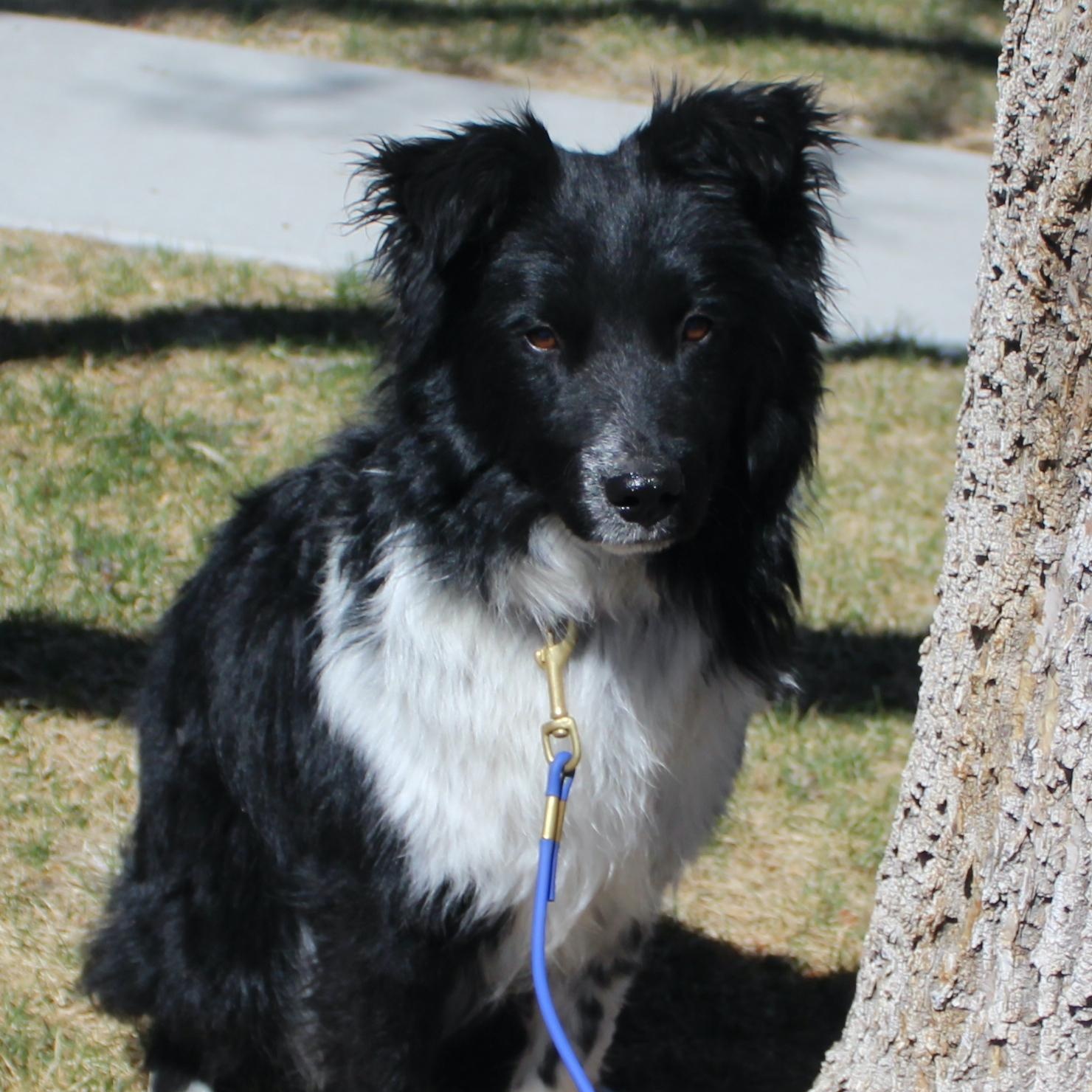 Enlarge Ty, a ADOPTABLE Border Collie in Littleton, CO image 4/4