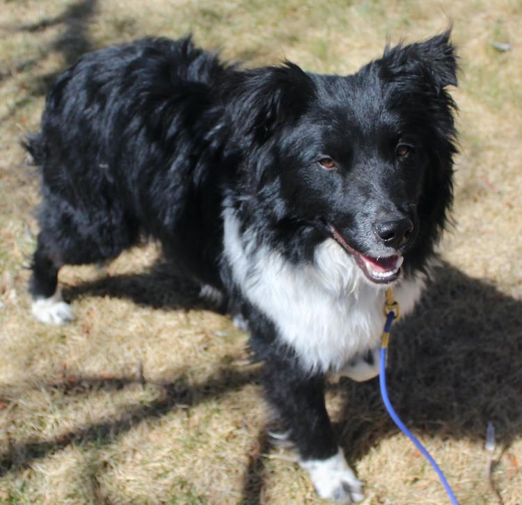 Enlarge Ty, a ADOPTABLE Border Collie in Littleton, CO image 2/4