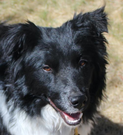 Enlarge Ty, a ADOPTABLE Border Collie in Littleton, CO image 1/4