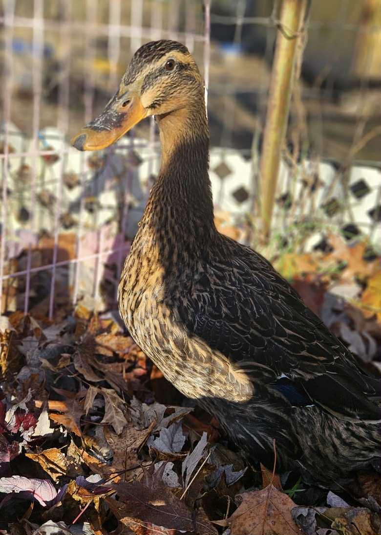 Enlarge Ruby, a Adoptable Duck in Lincoln University, PA image 1/1