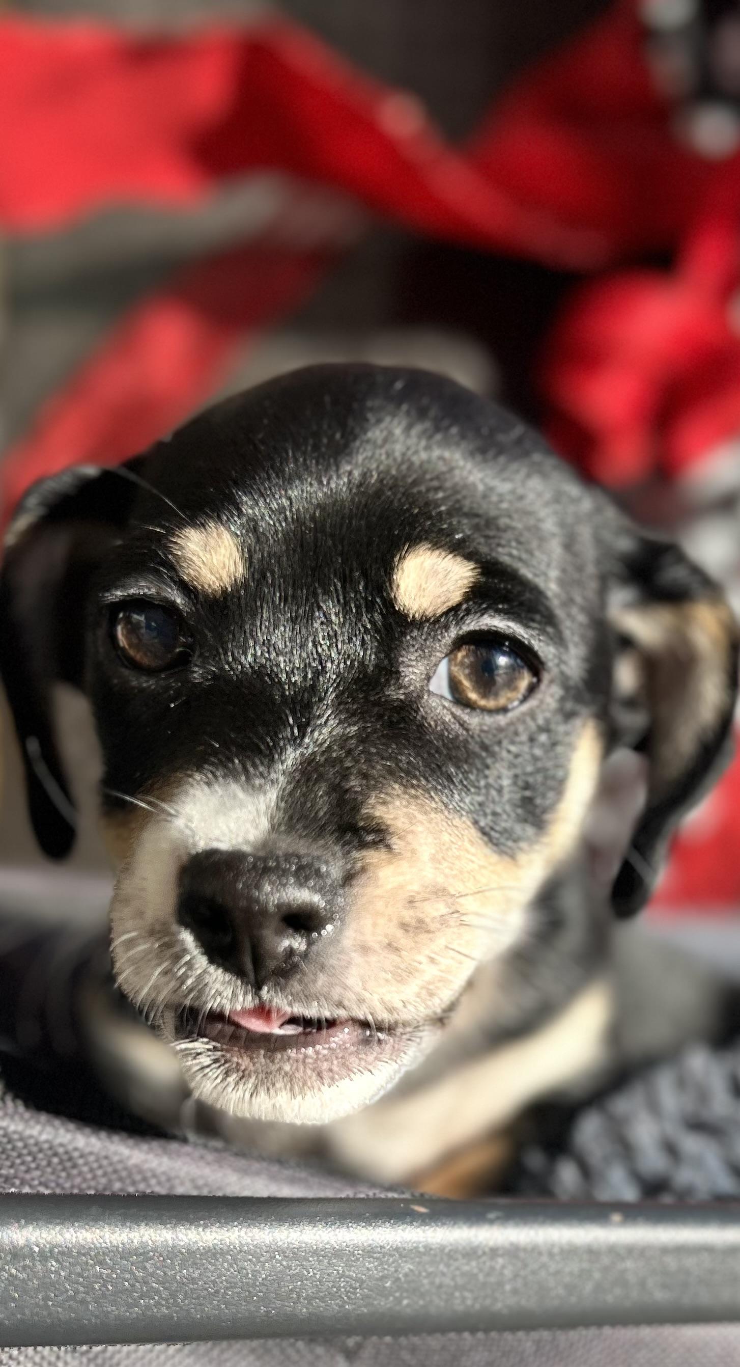 Mikey, ADOPTABLE, Puppy Male Chiweenie.