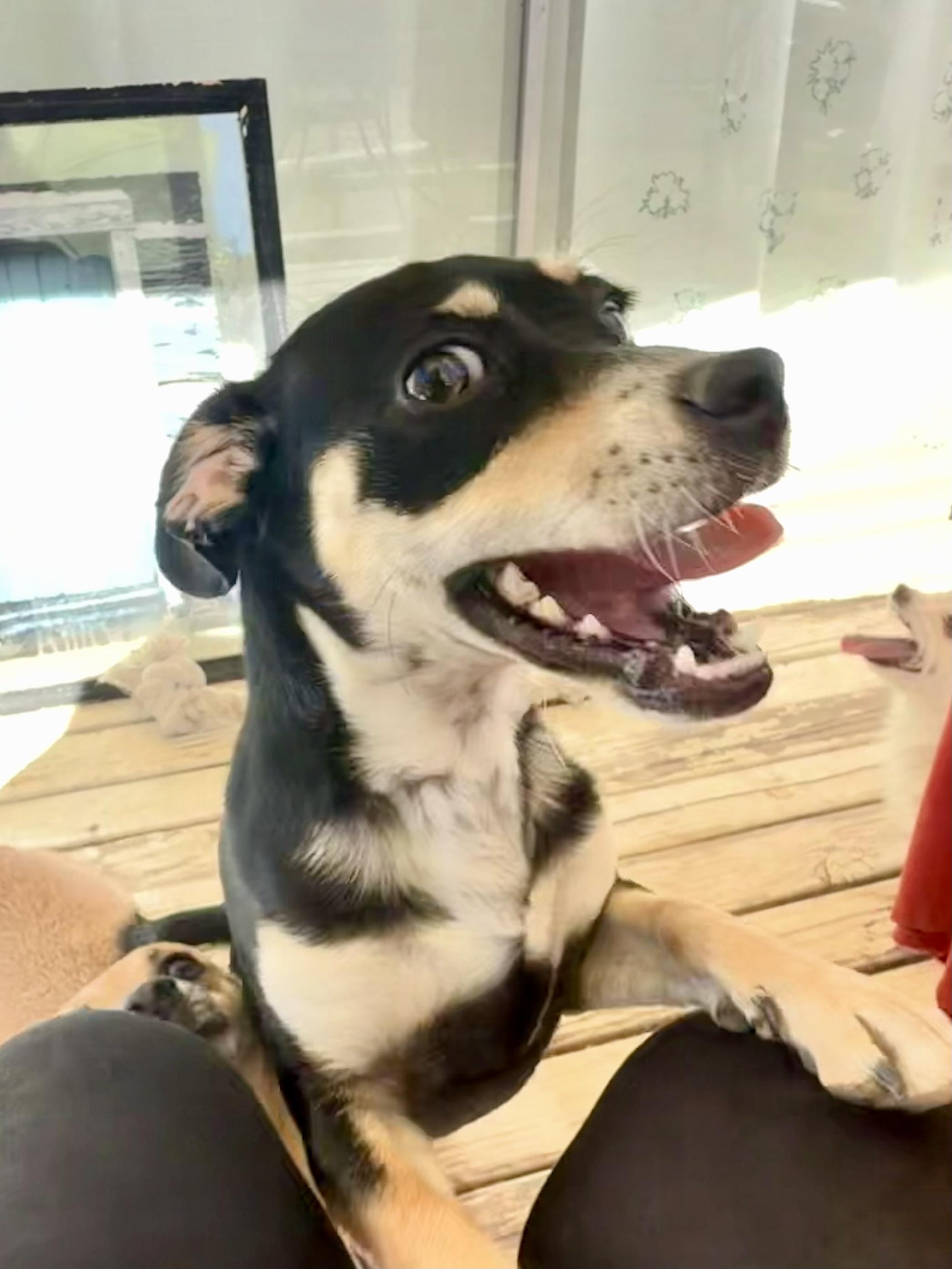 Mikey, a ADOPTABLE mixed breed in Bakersfield, CA image 5/5