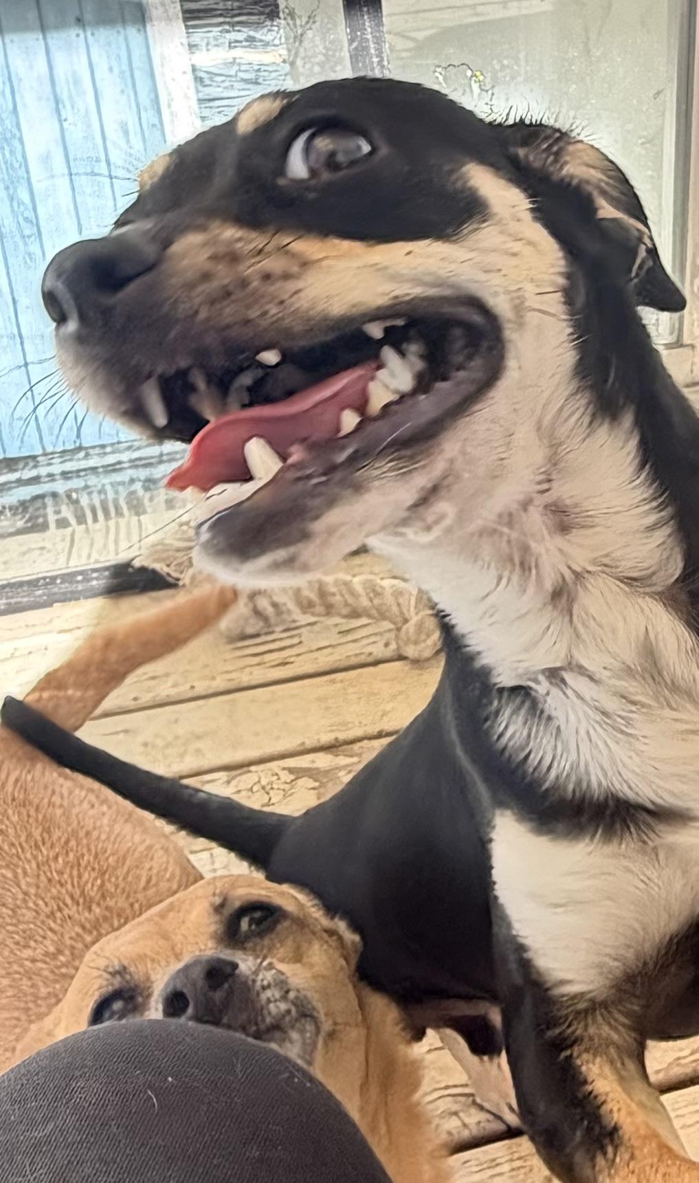 Enlarge Mikey, a ADOPTABLE mixed breed in Bakersfield, CA image 4/4