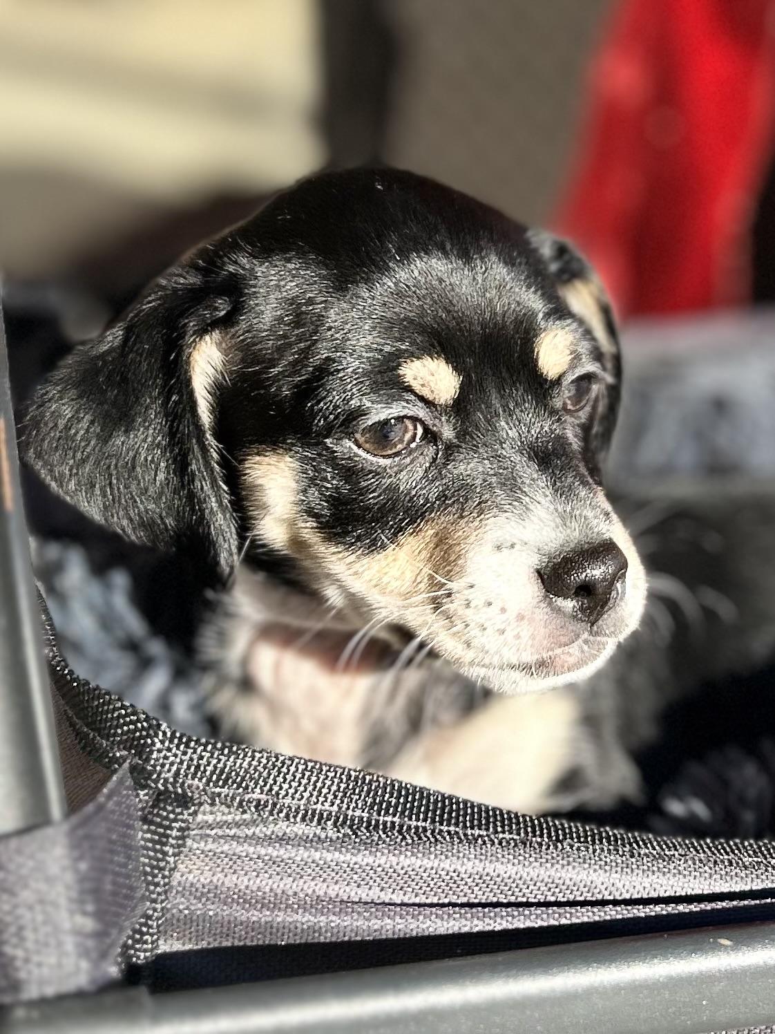 Enlarge Mikey, a ADOPTABLE Chiweenie in Bakersfield, CA image 6/6