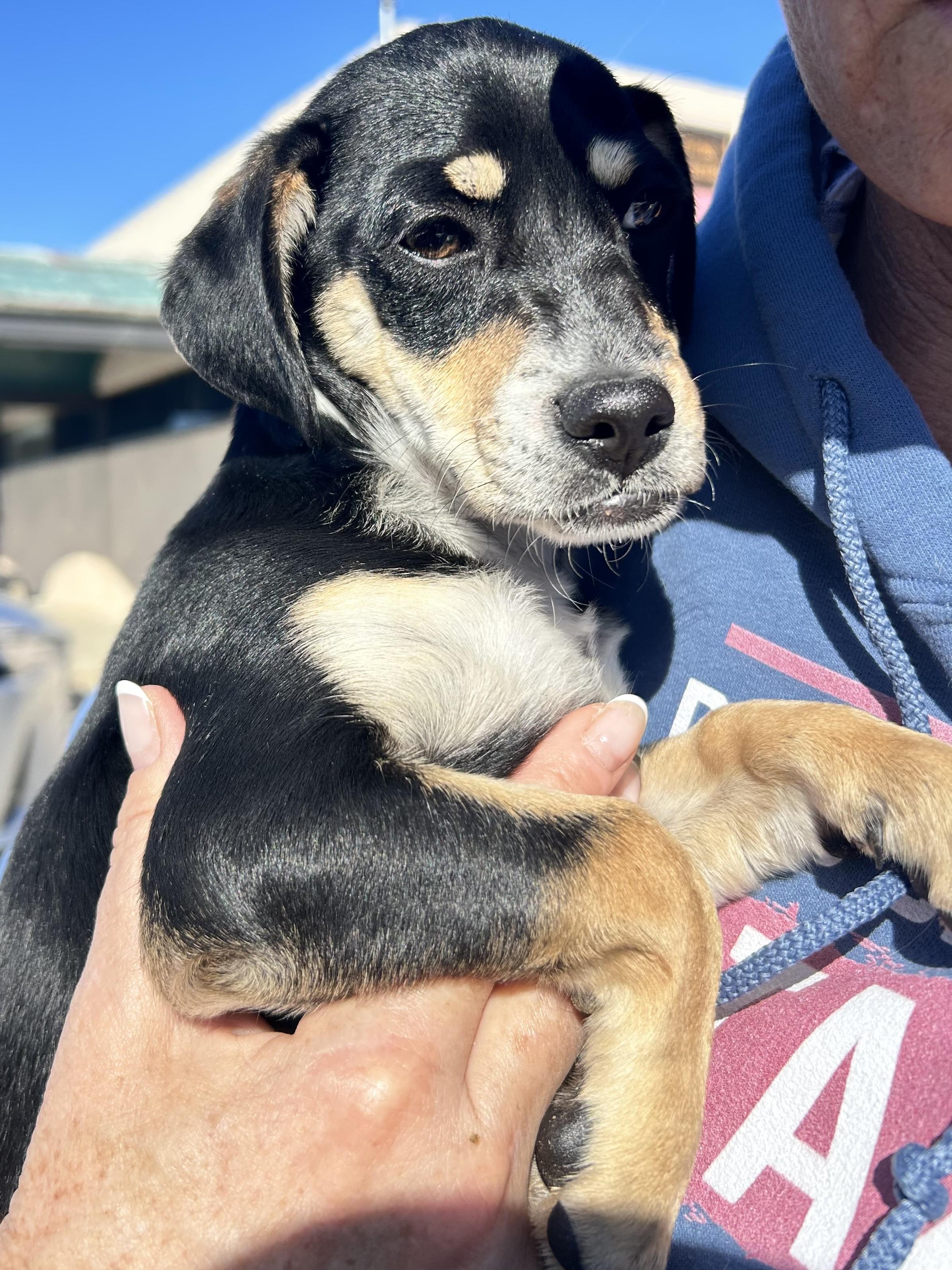Enlarge Mikey, a ADOPTABLE mixed breed in Bakersfield, CA image 1/4