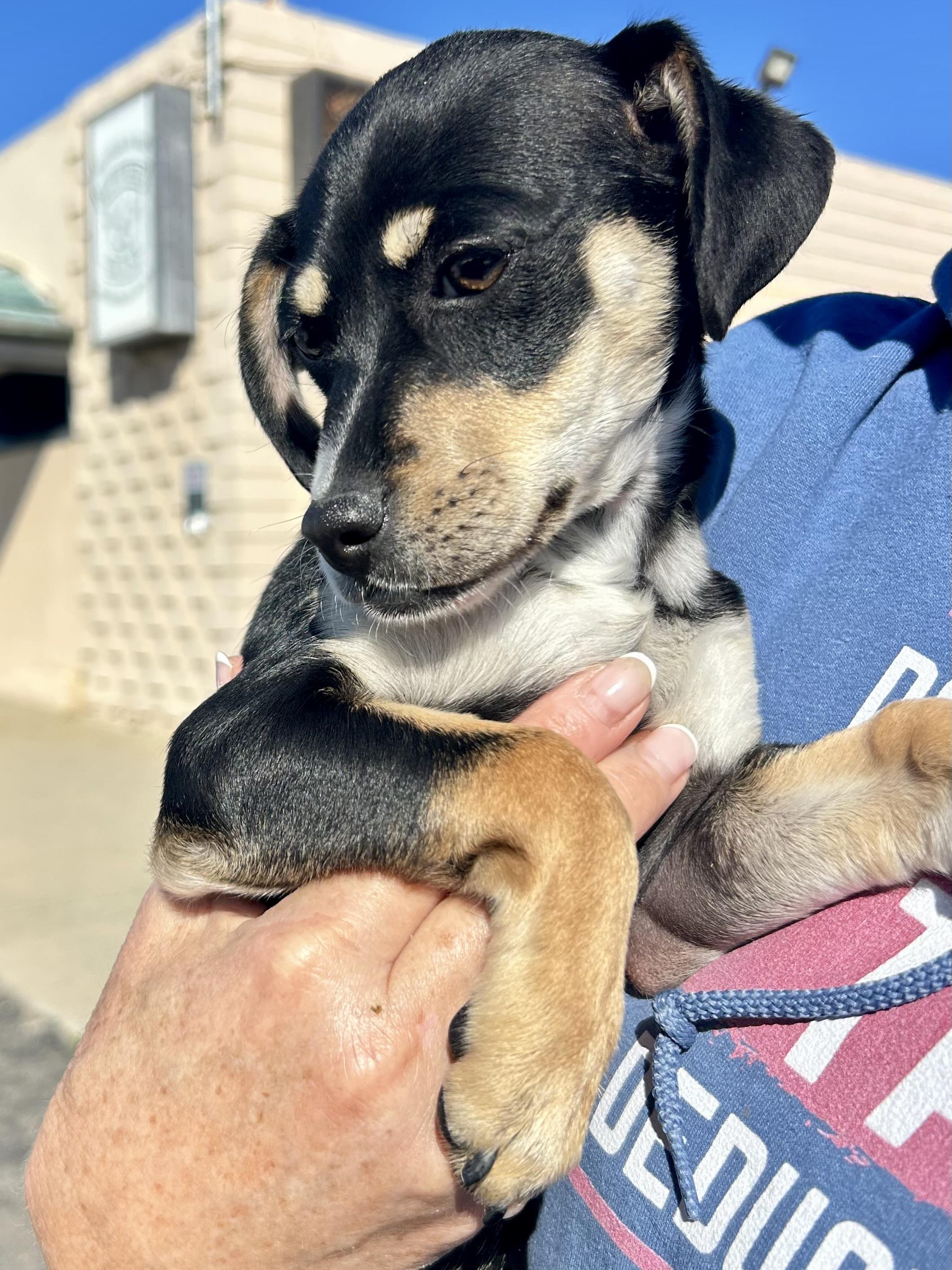 Enlarge Mikey, a ADOPTABLE mixed breed in Bakersfield, CA image 2/4