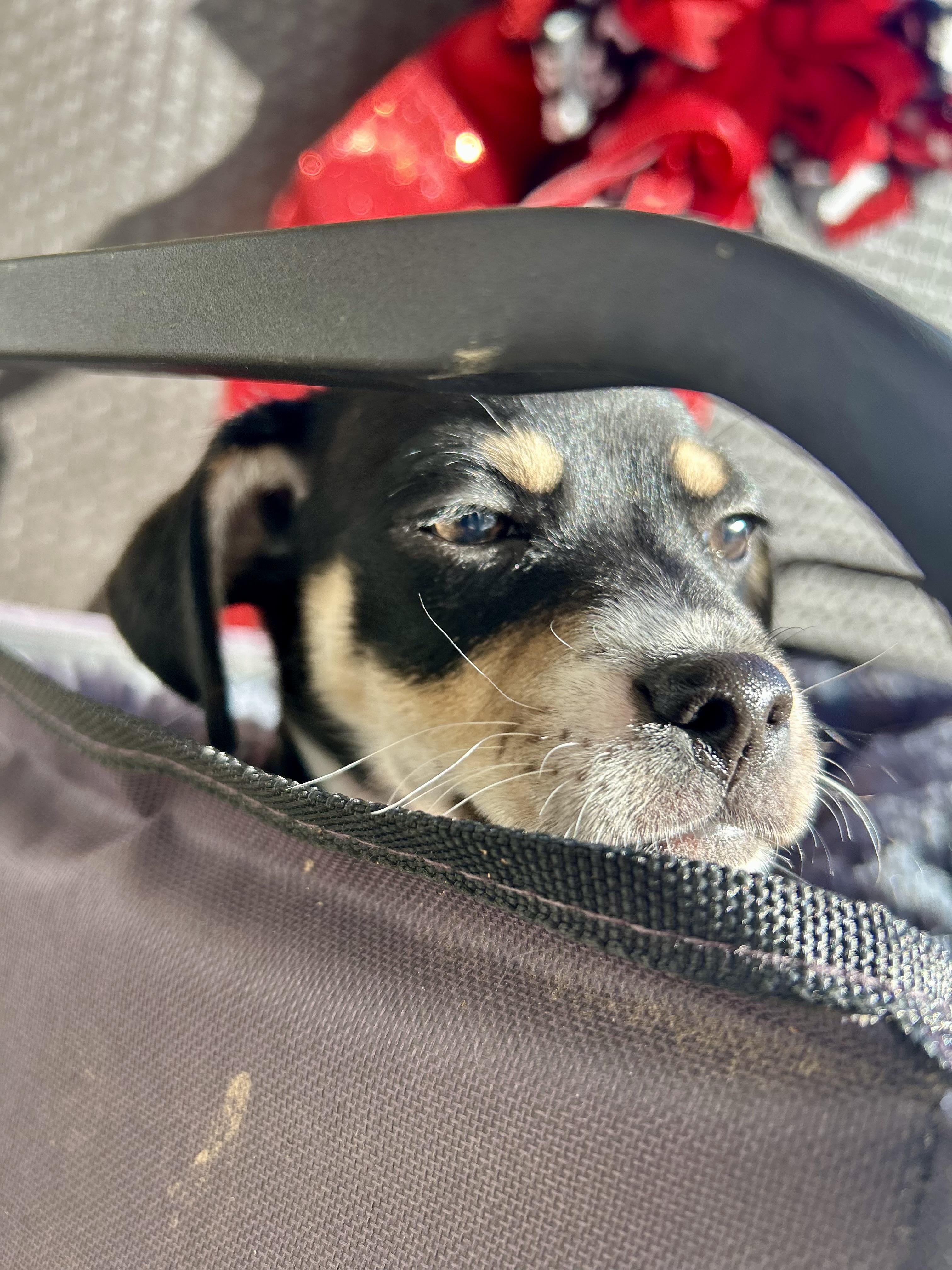 Enlarge Mikey, a ADOPTABLE Chiweenie in Bakersfield, CA image 3/6