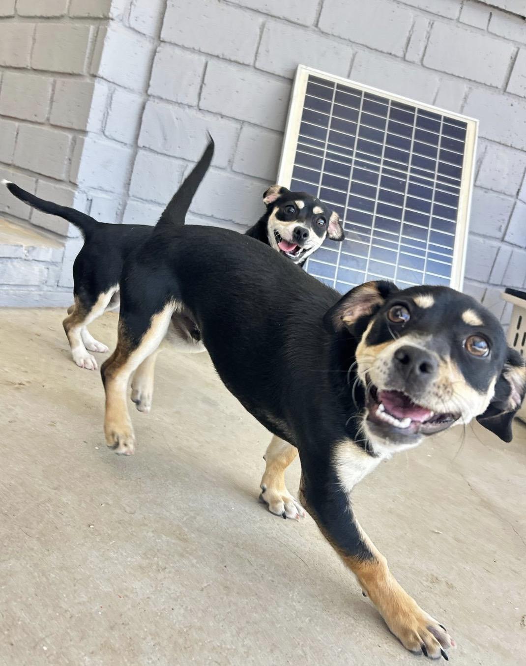 Enlarge Mikey, a ADOPTABLE mixed breed in Bakersfield, CA image 3/4