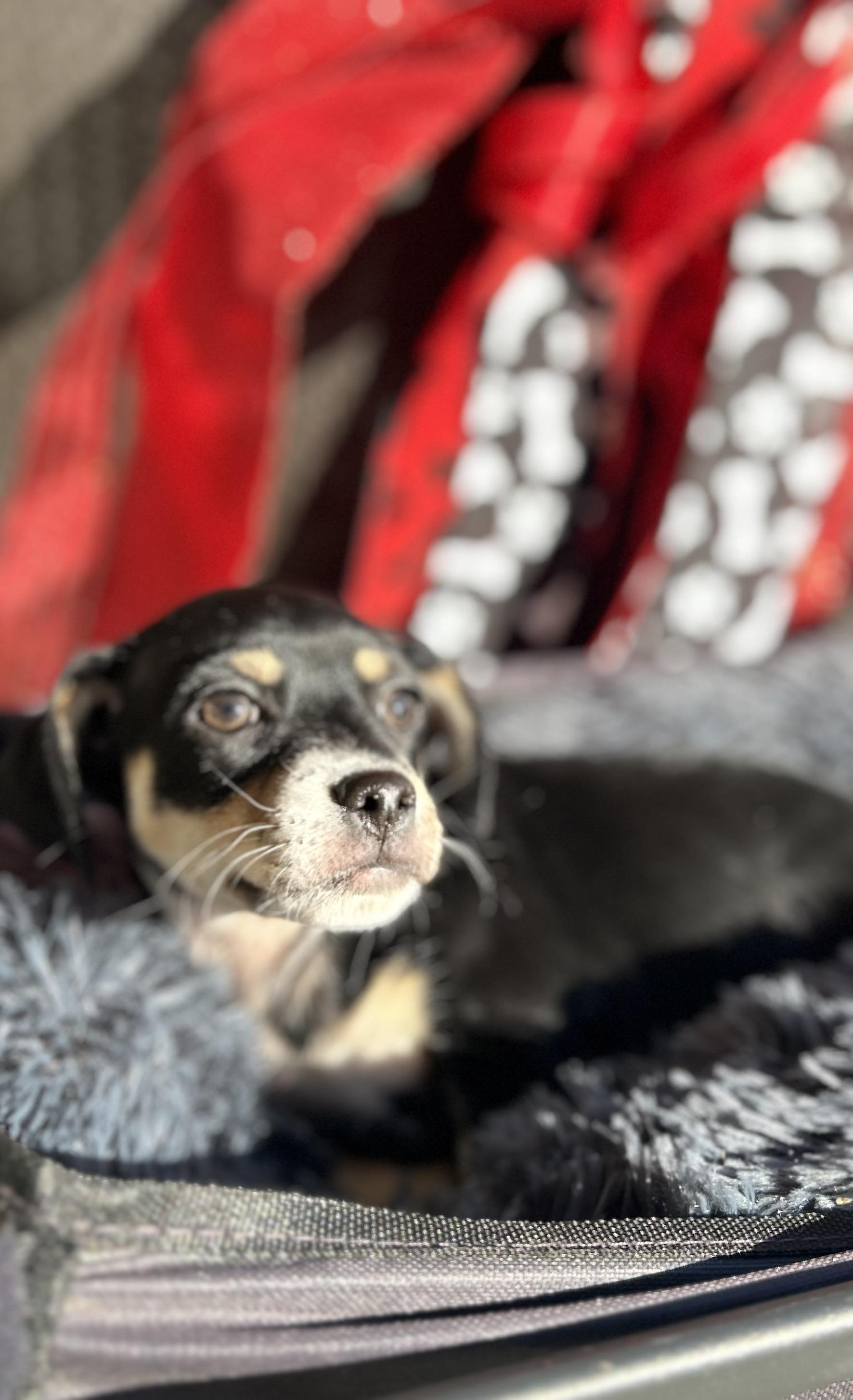 Enlarge Mikey, a ADOPTABLE Chiweenie in Bakersfield, CA image 2/6