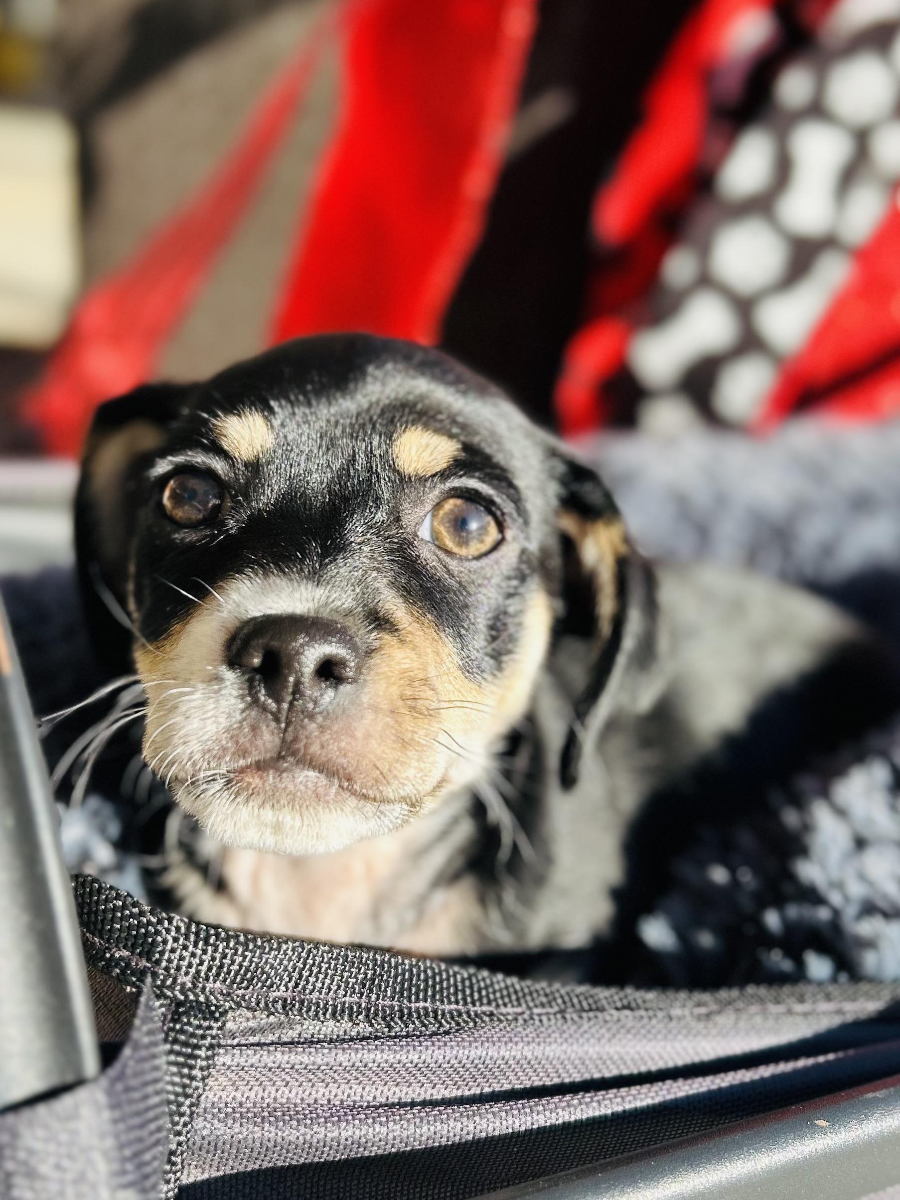 Enlarge Mikey, a ADOPTABLE Chiweenie in Bakersfield, CA image 5/6