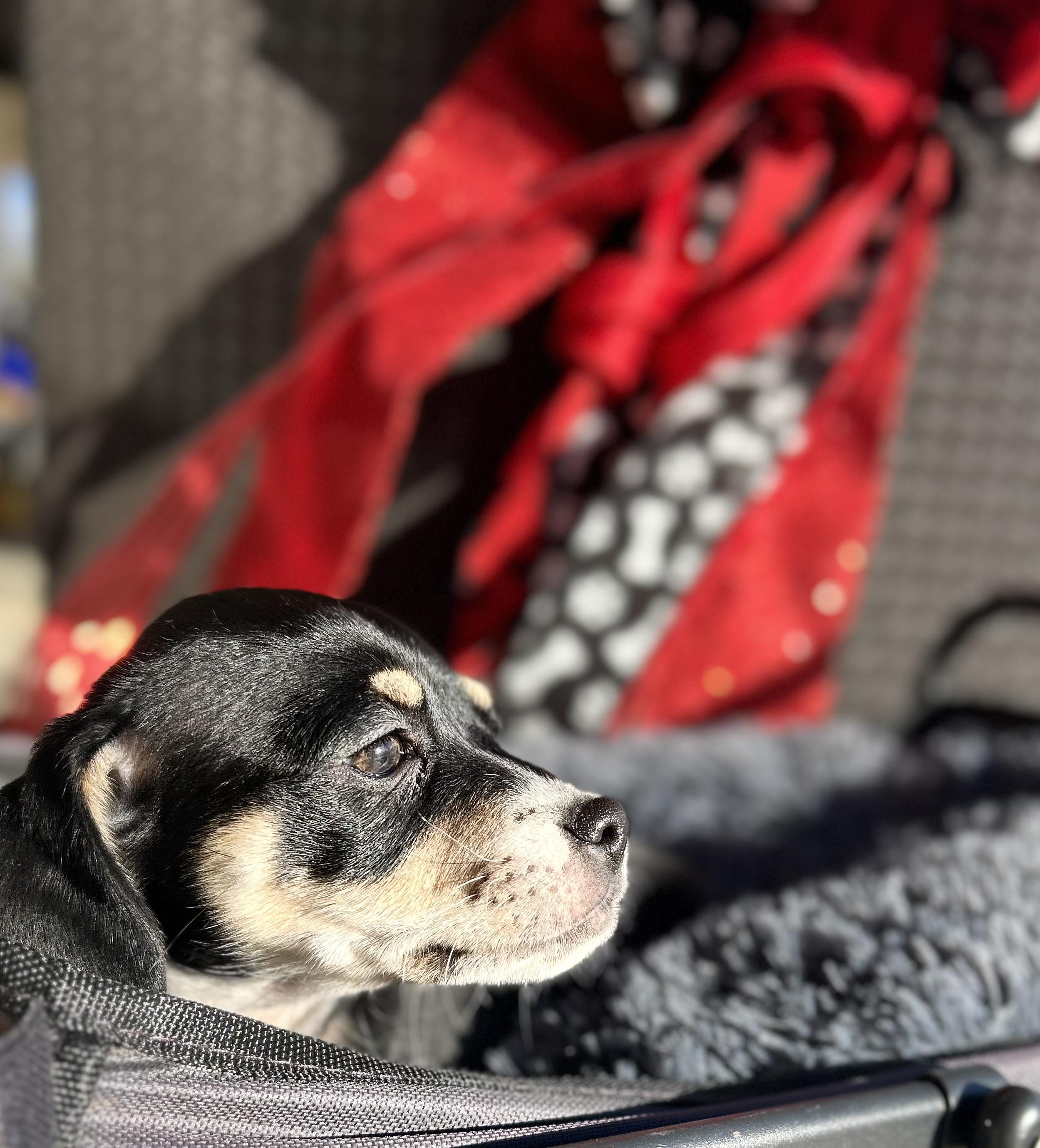 Enlarge Mikey, a ADOPTABLE Chiweenie in Bakersfield, CA image 4/6