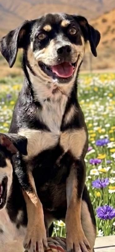Enlarge Mikey, a ADOPTABLE mixed breed in Bakersfield, CA image 4/4