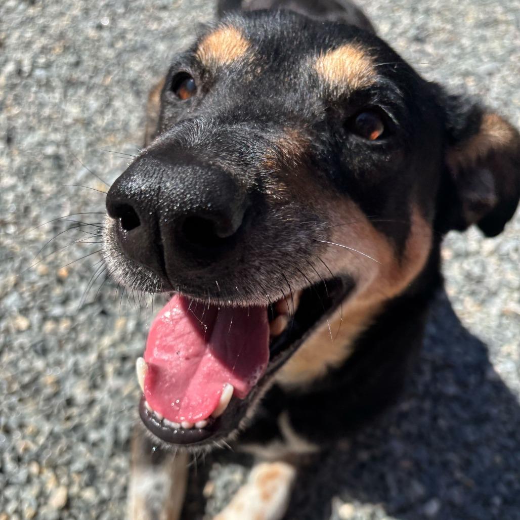 Enlarge Louie, a Adoptable Mixed Breed in Fredericksburg, VA image 1/6