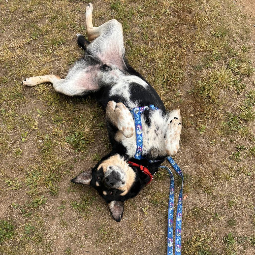 Enlarge Louie, a Adoptable Mixed Breed in Fredericksburg, VA image 3/6
