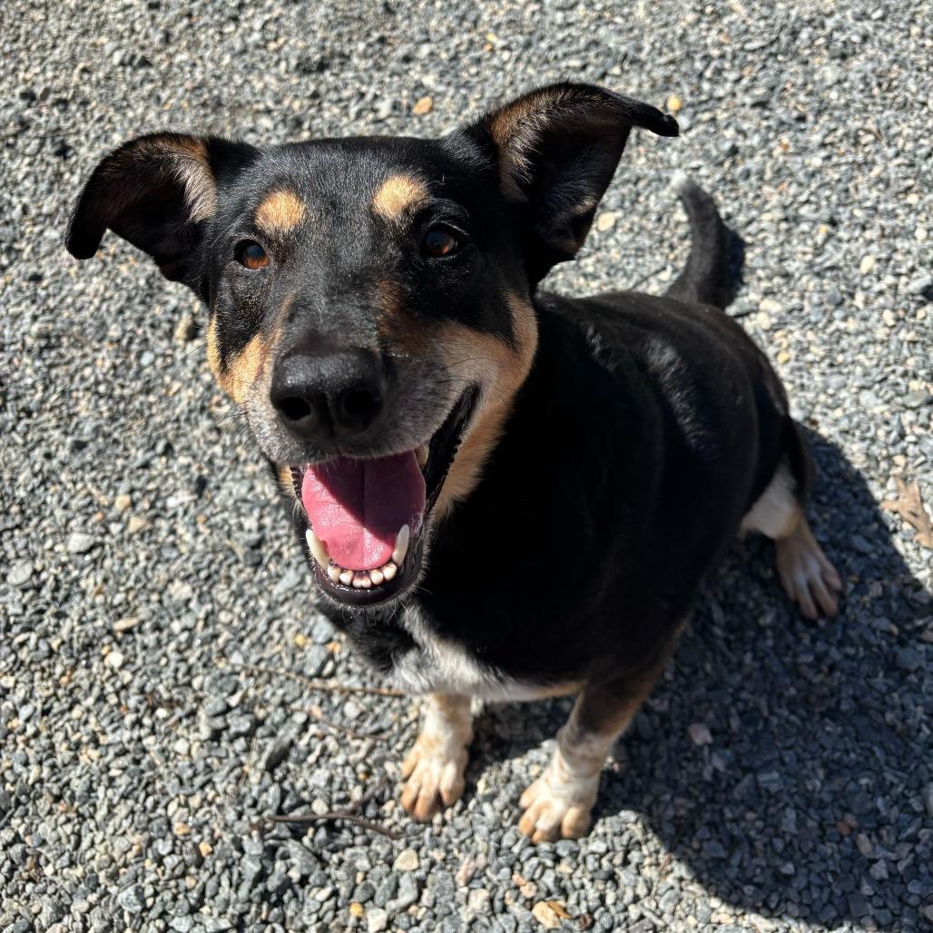 Enlarge Louie, a Adoptable Mixed Breed in Fredericksburg, VA image 4/6
