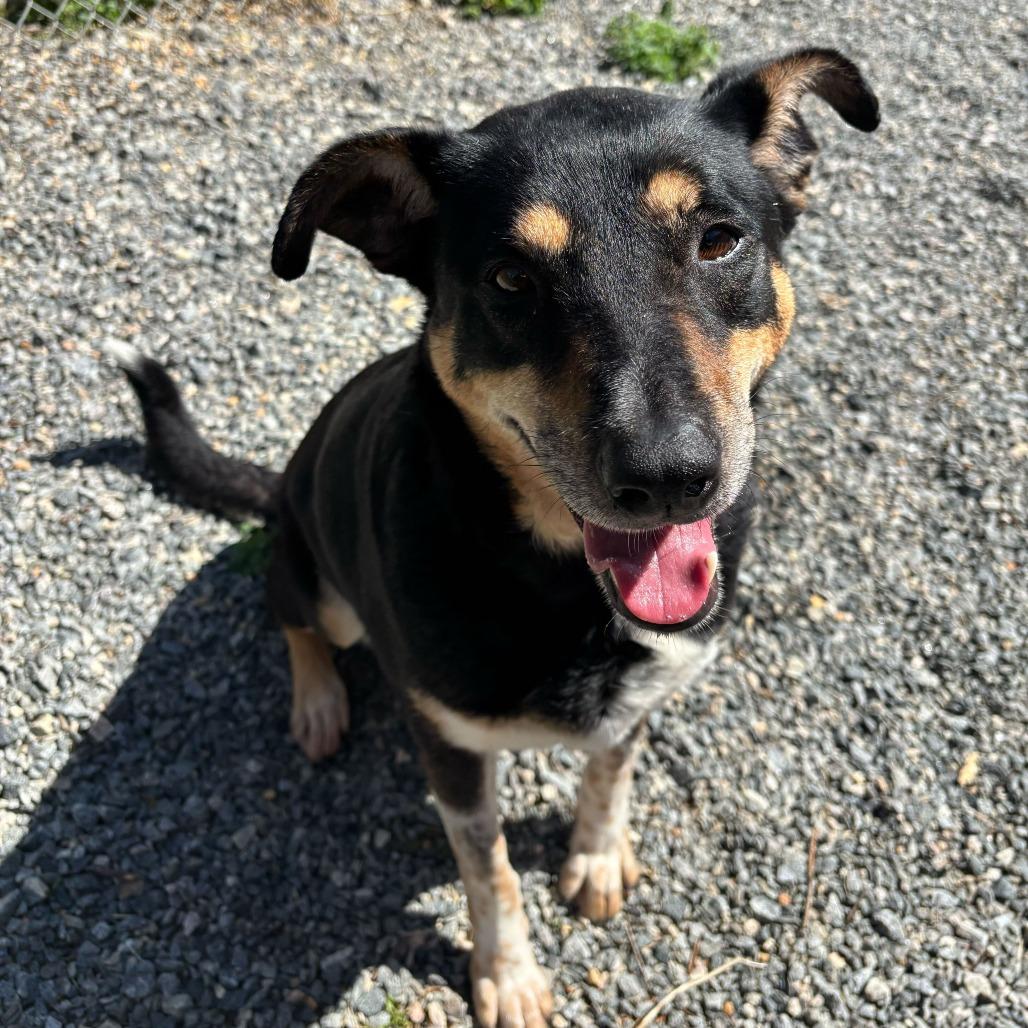 Enlarge Louie, a Adoptable Mixed Breed in Fredericksburg, VA image 6/6