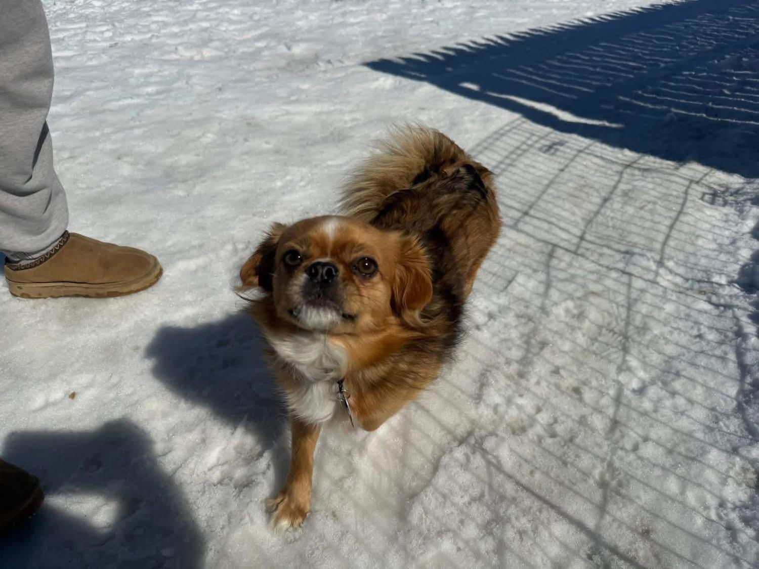 Enlarge Ollie, a ADOPTABLE mixed breed in Randolph Center, VT image 3/5