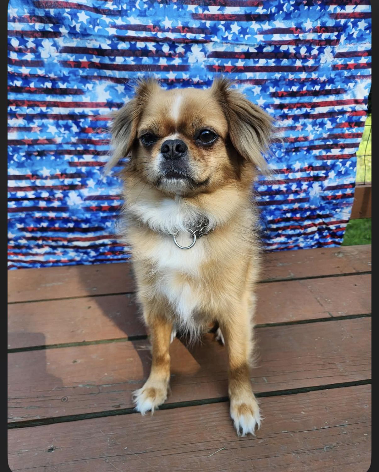 Ollie, ADOPTABLE, Young Male Pekingese.
