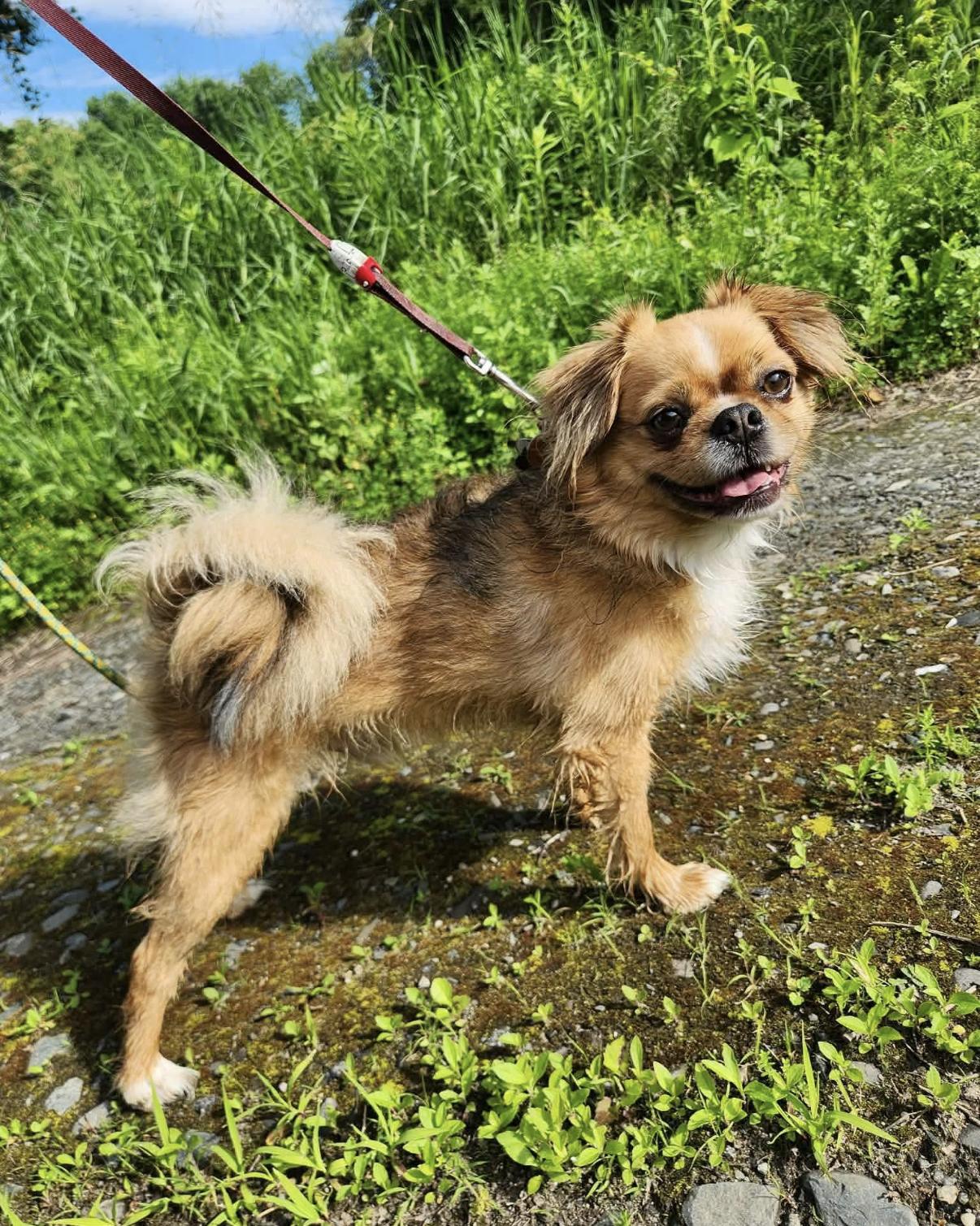 Enlarge Ollie, a ADOPTABLE mixed breed in Randolph Center, VT image 2/6