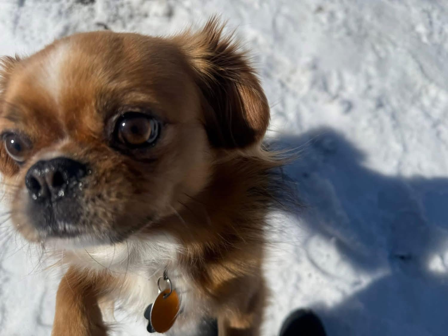 Ollie, ADOPTABLE, Young Male Pekingese.