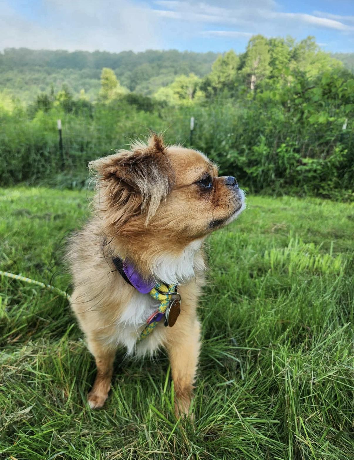Enlarge Ollie, a ADOPTABLE mixed breed in Randolph Center, VT image 4/6