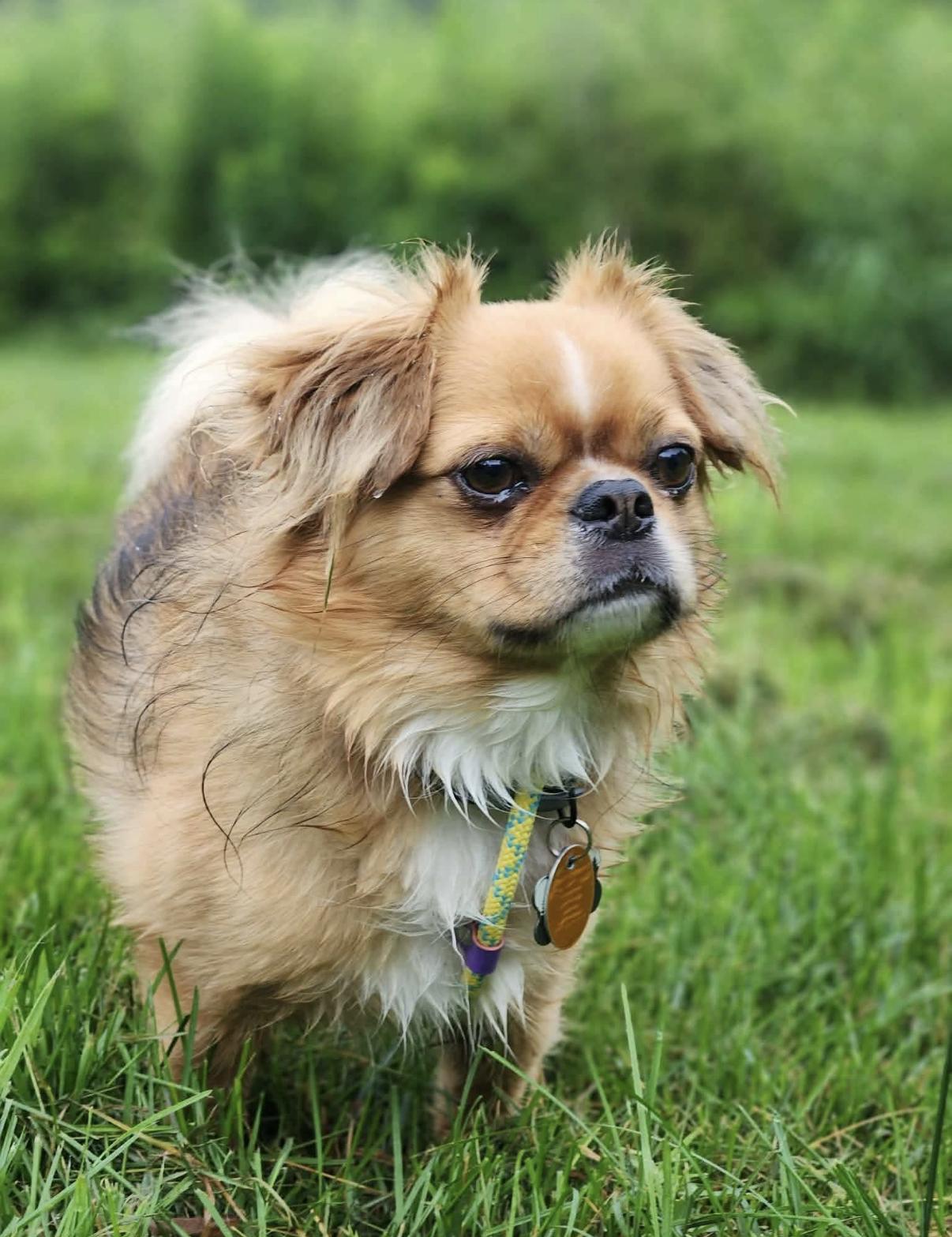 Enlarge Ollie, a ADOPTABLE mixed breed in Randolph Center, VT image 5/6