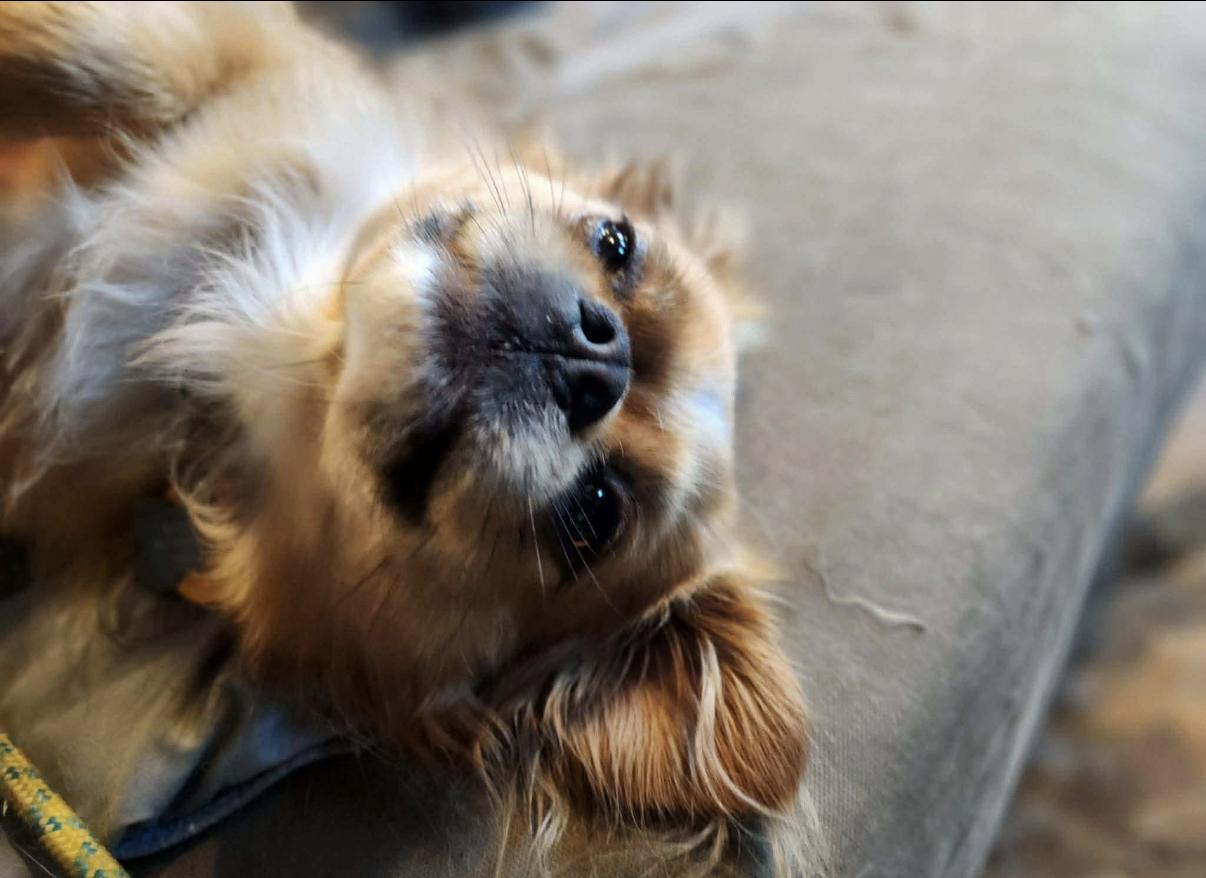 Enlarge Ollie, a ADOPTABLE mixed breed in Randolph Center, VT image 3/6