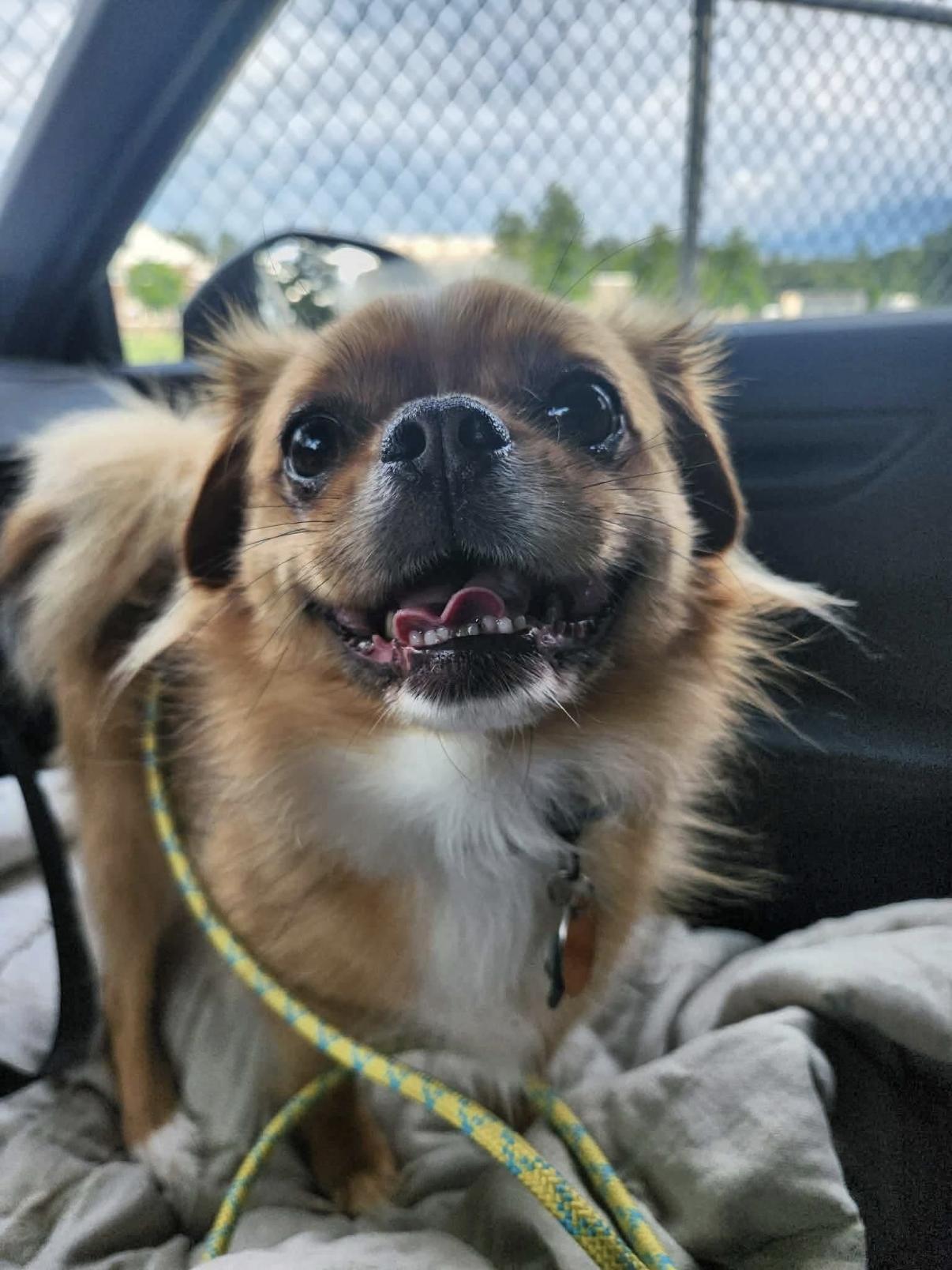 Enlarge Ollie, a ADOPTABLE mixed breed in Randolph Center, VT image 6/6