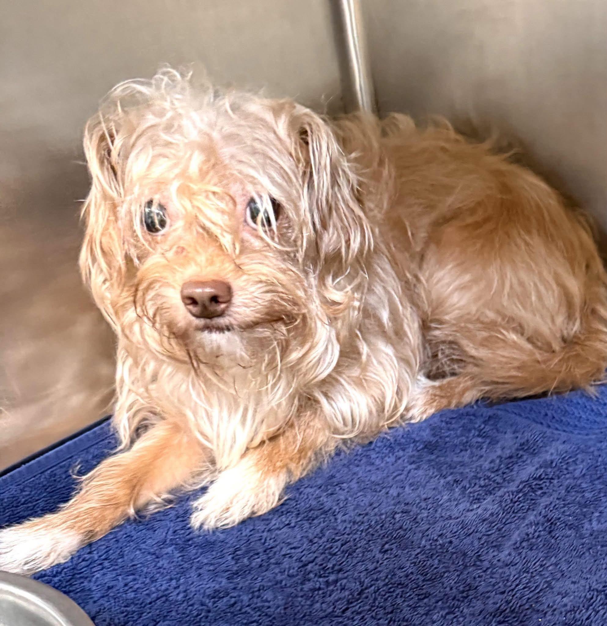 Enlarge Curly, a Adoptable mixed breed in Uxbridge, MA image 1/2