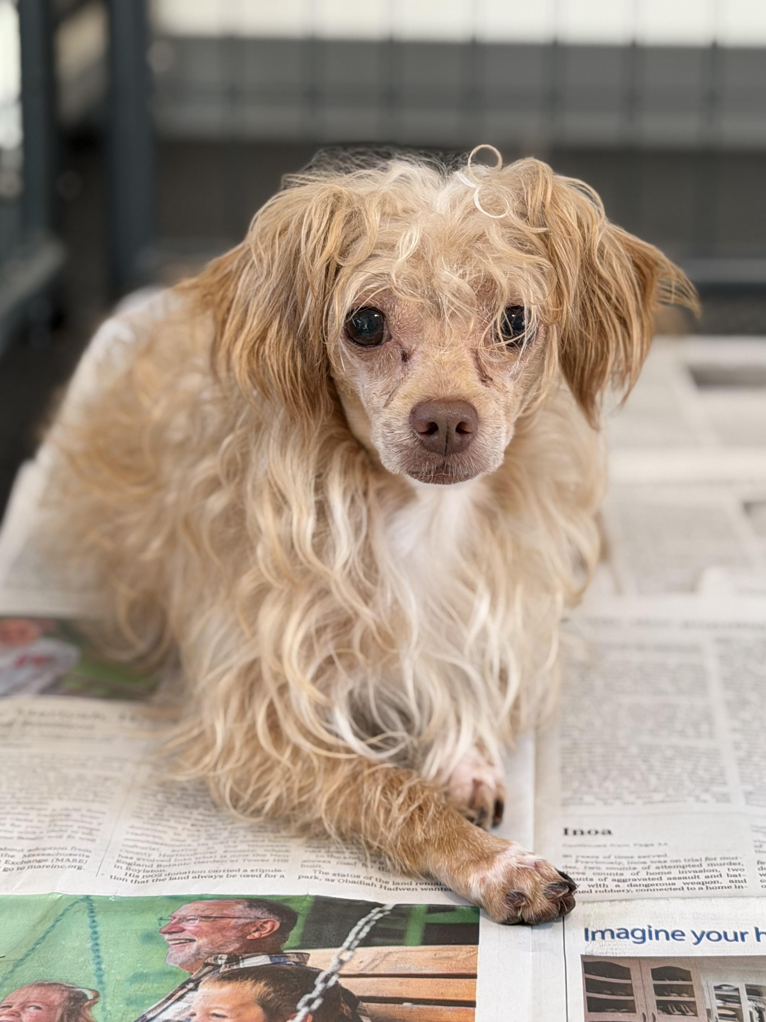 Curly, Adoptable, Adult Male Terrier.