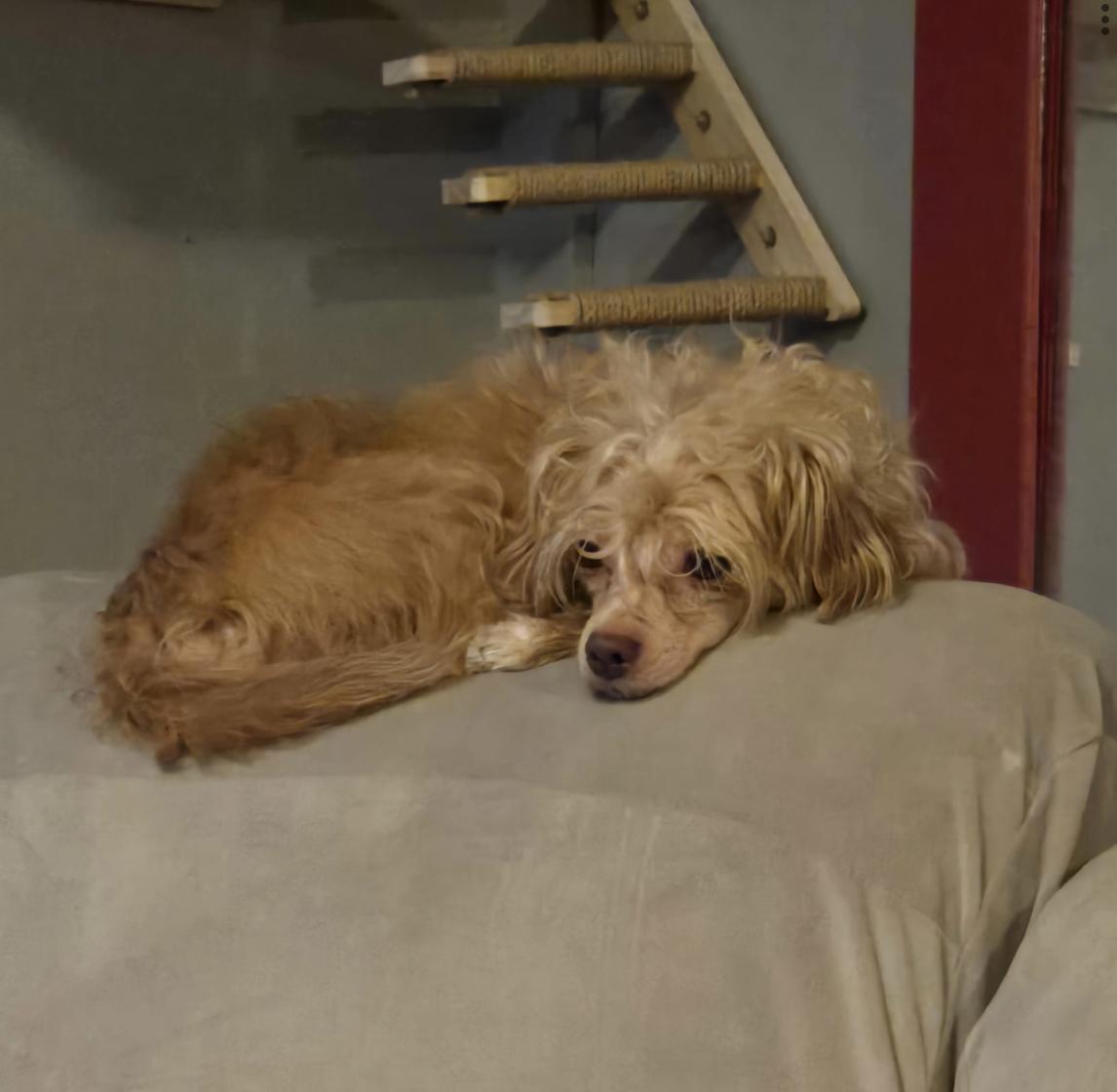 Enlarge Curly, a Adoptable mixed breed in Uxbridge, MA image 2/2