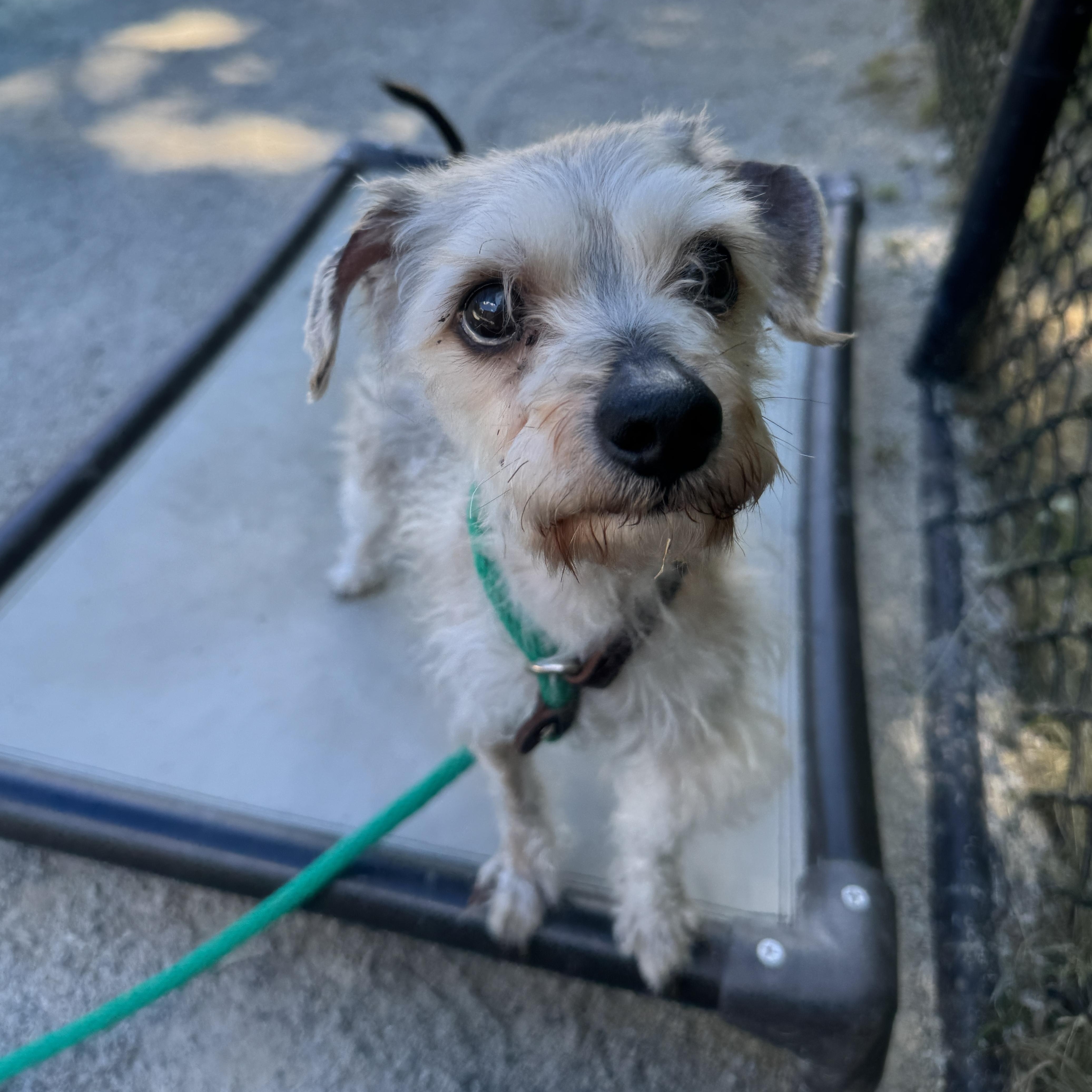 Enlarge Cilas, an adopted mixed breed in Philadelphia, PA image 1/4