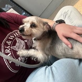 Enlarge Cilas, an adopted mixed breed in Philadelphia, PA image 3/4