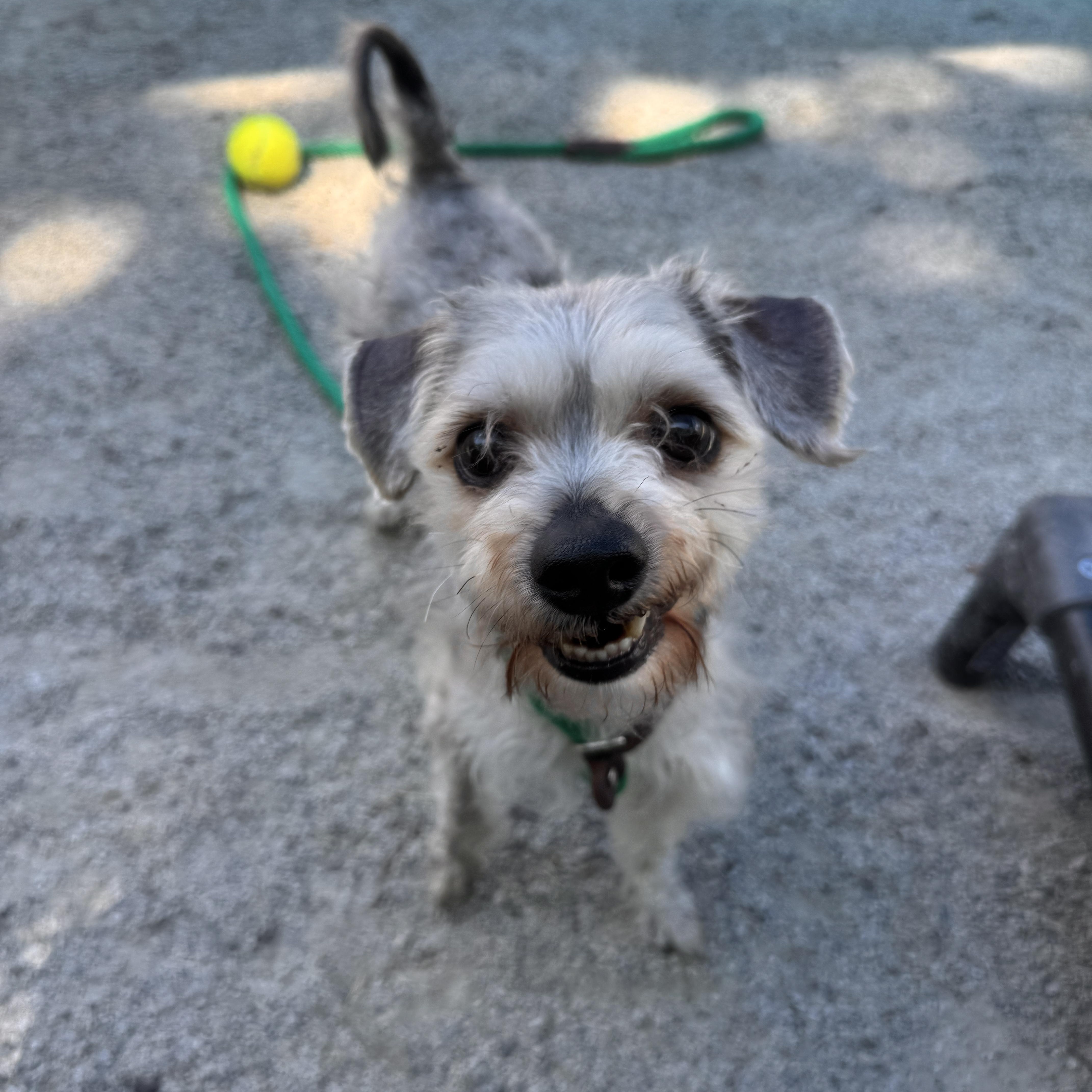 Enlarge Cilas, an adopted mixed breed in Philadelphia, PA image 4/4