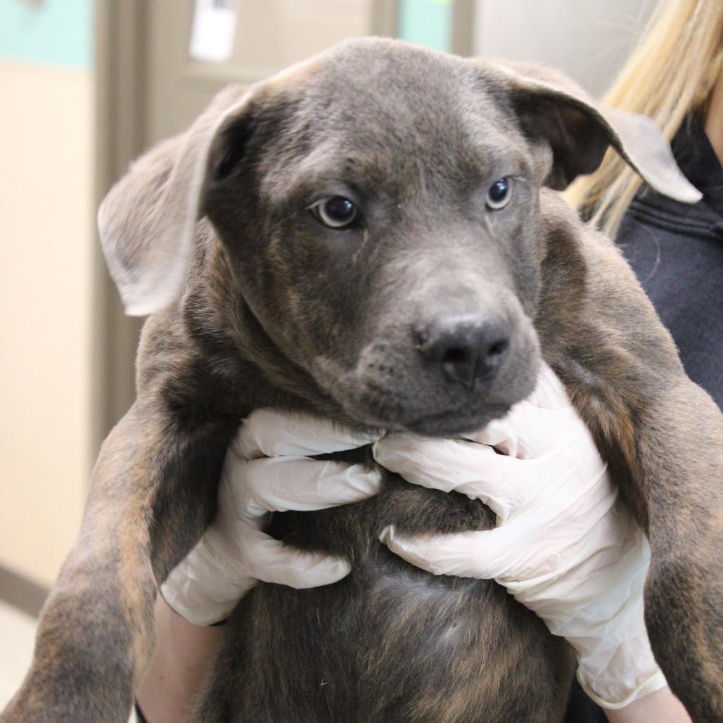 Enlarge Fennel, a Adoptable Pit Bull Terrier in Cleveland, MS image 1/5