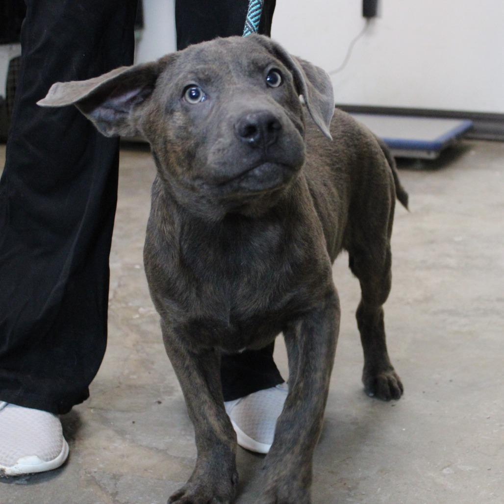 Enlarge Fennel, a Adoptable Pit Bull Terrier in Cleveland, MS image 2/5